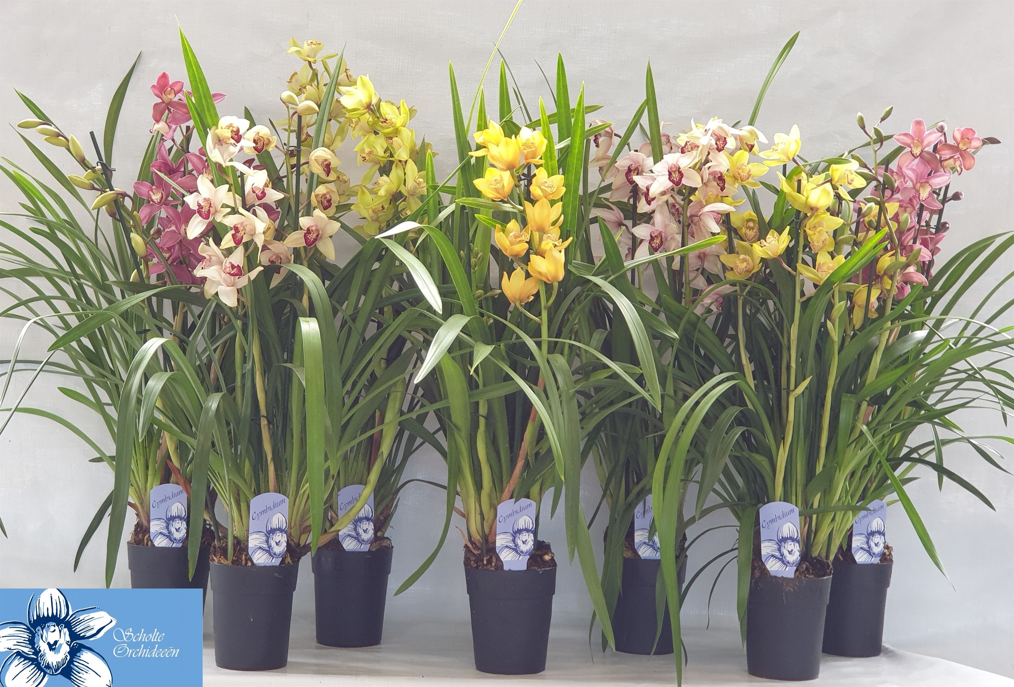 Cymbidium Asst Sp Orchids