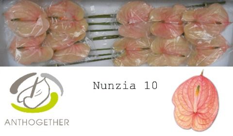 Anth A Nunzia