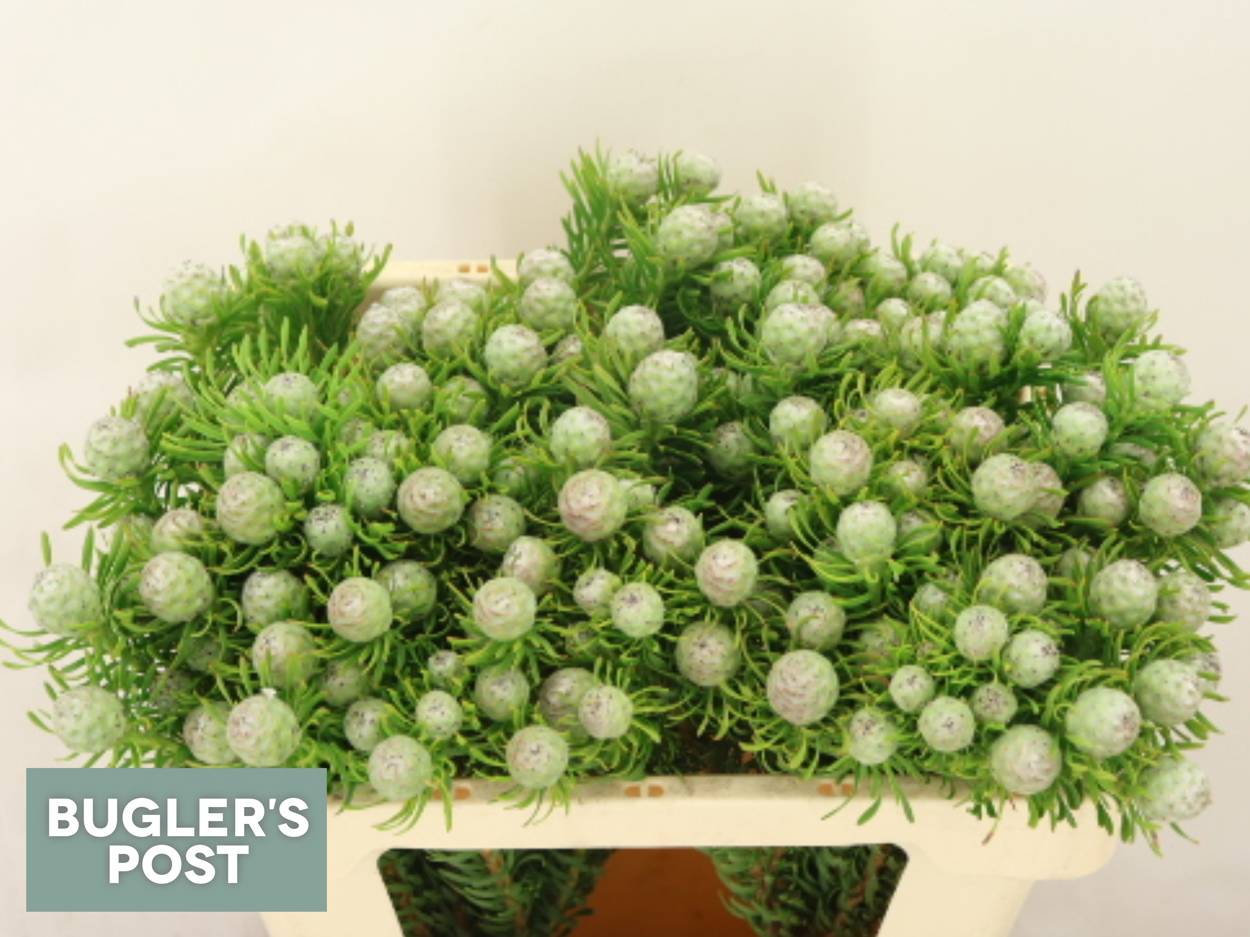 Leucadendron L Jad Pe Vert 50cm