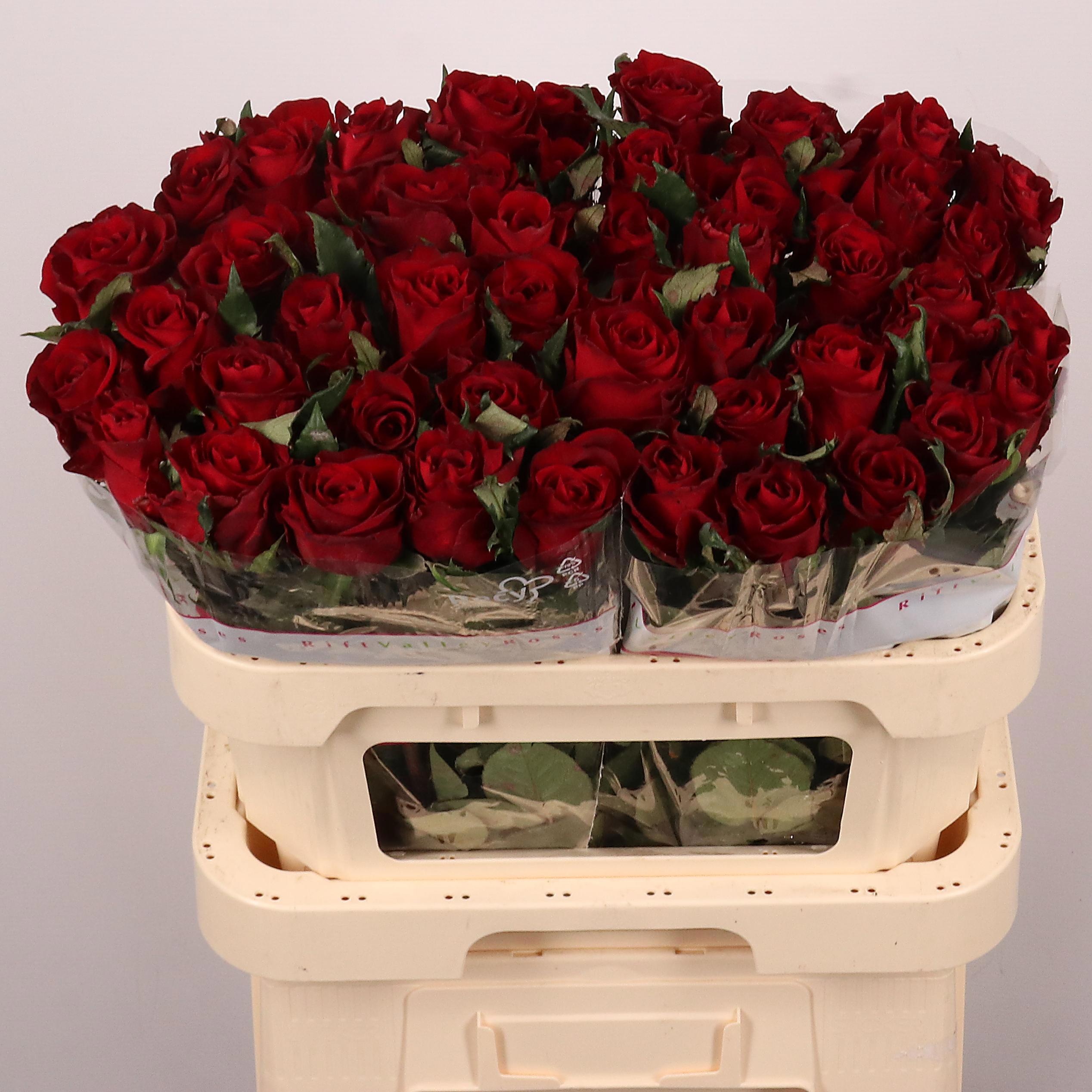 Rosa Ever Red 80cm