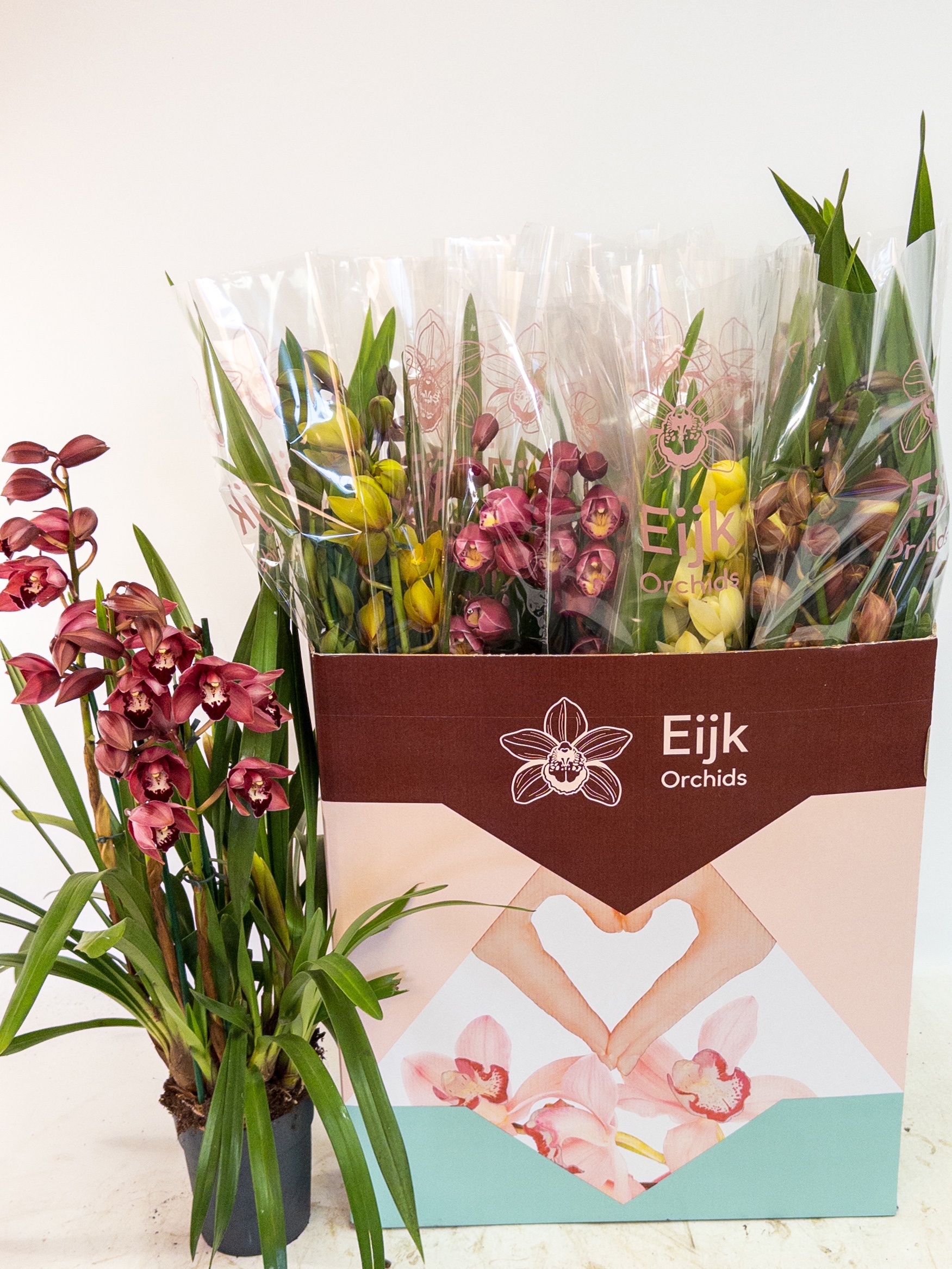 Cymbidium Asst Sp Orchids