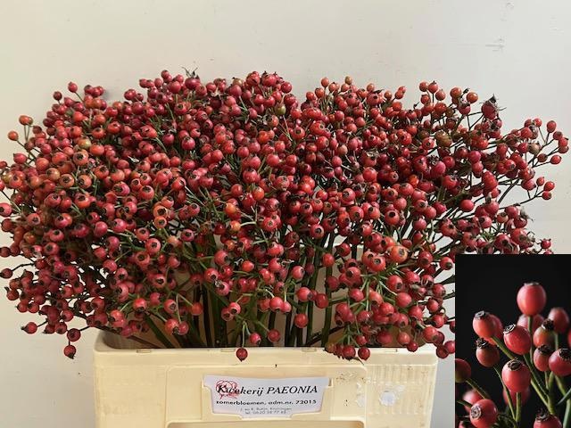 Rosa Passoa 60cm