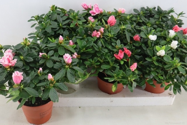 Rhodo Si Vogel Gemen 14Ø 35cm