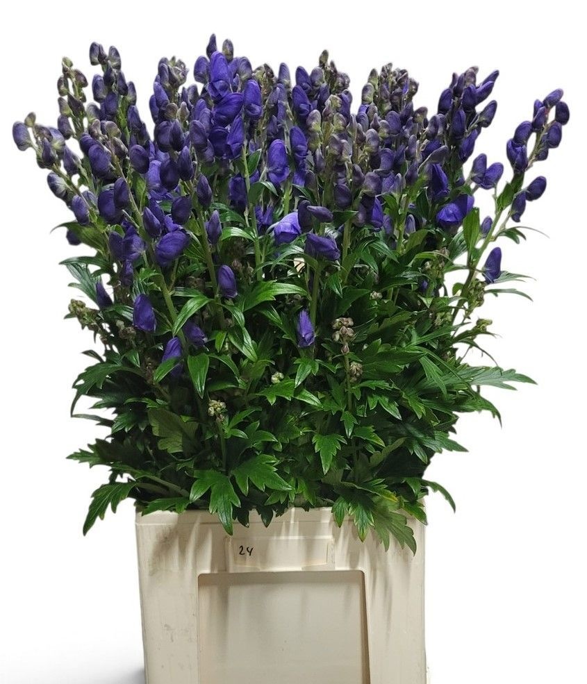 Aconitum Arensi 90cm