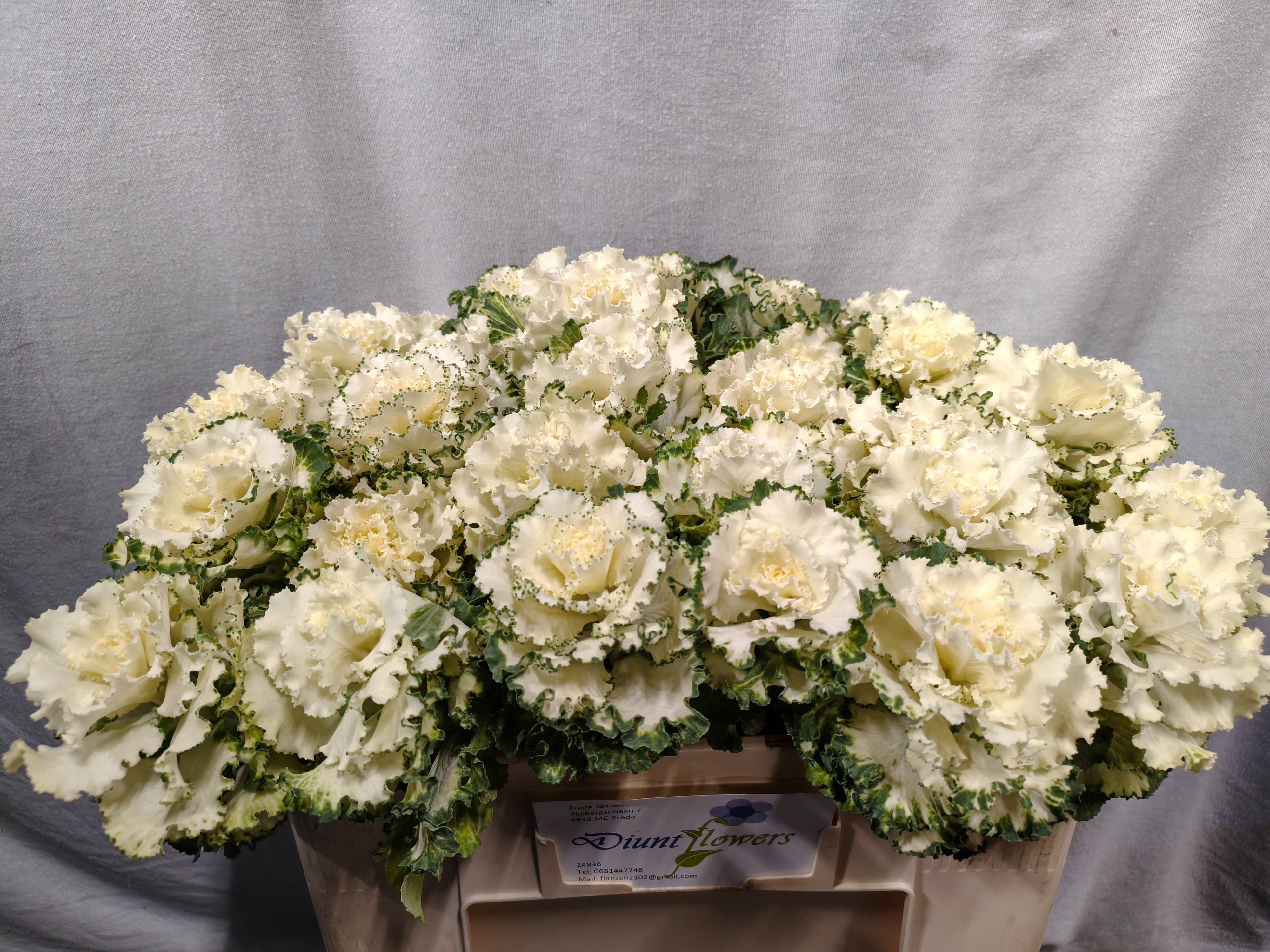 Brassica Crane Ruffle White 50cm