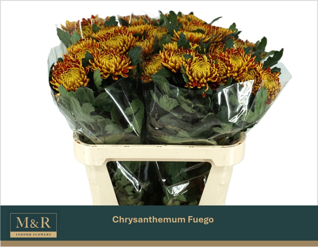 Chrys Single Fuego 80cm 70gram