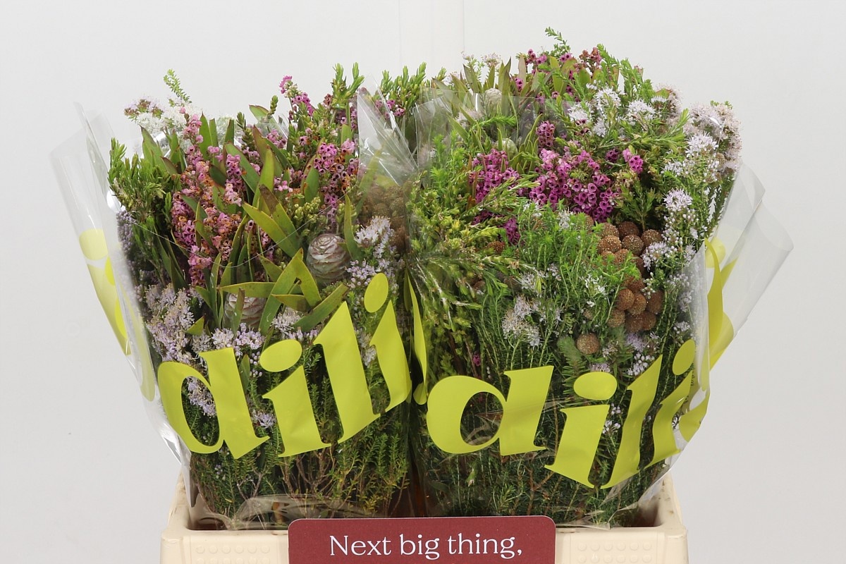 Protea Bouquet Per Bunch 40cm