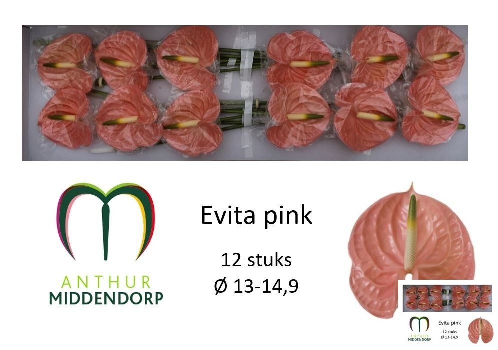 Anthurium Evita Pink 13Ø