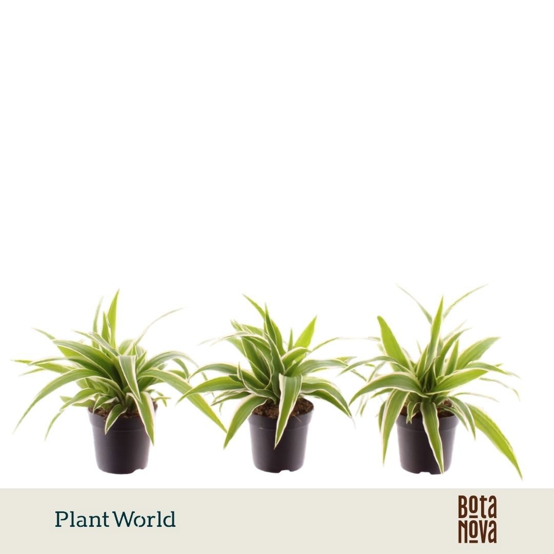Chlorophytum Ocean