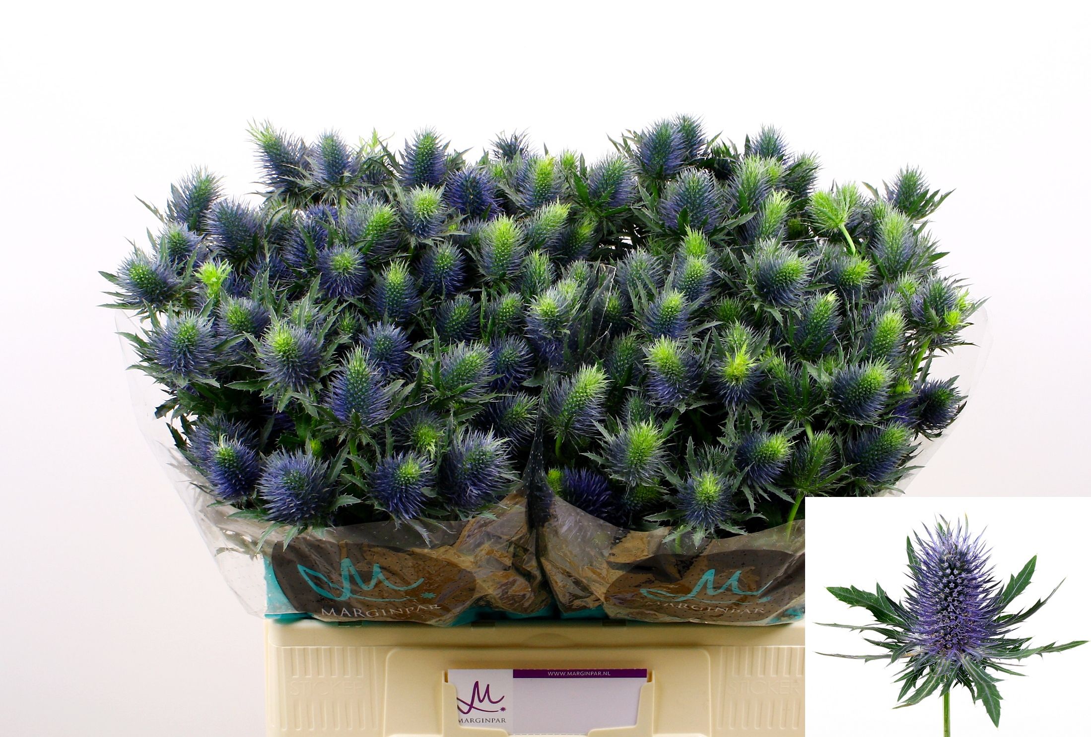 Eryngium Supernova 60cm