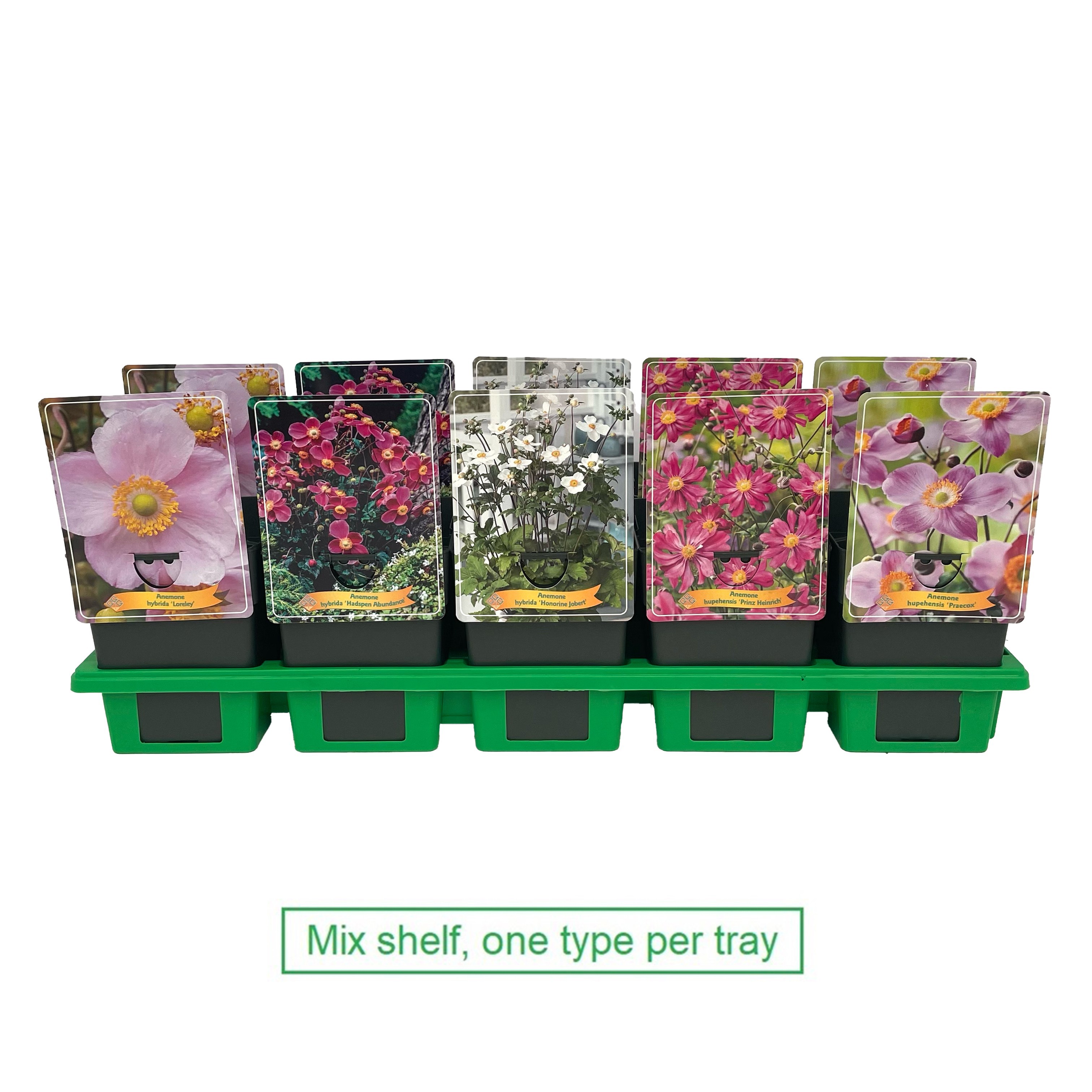 Picture of Anemone mix 6x10 srt. per shelve P11