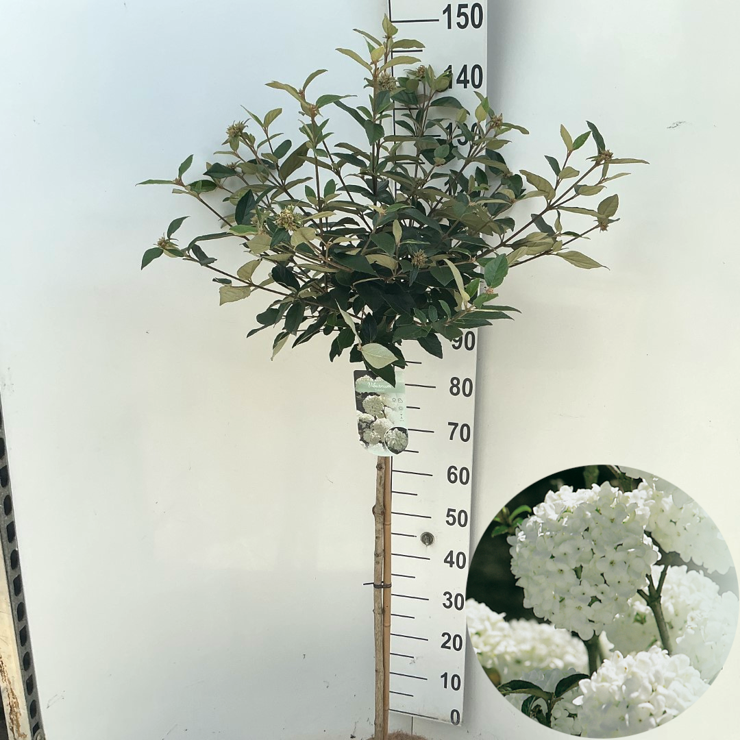 Viburnum 'Eskimo' stam