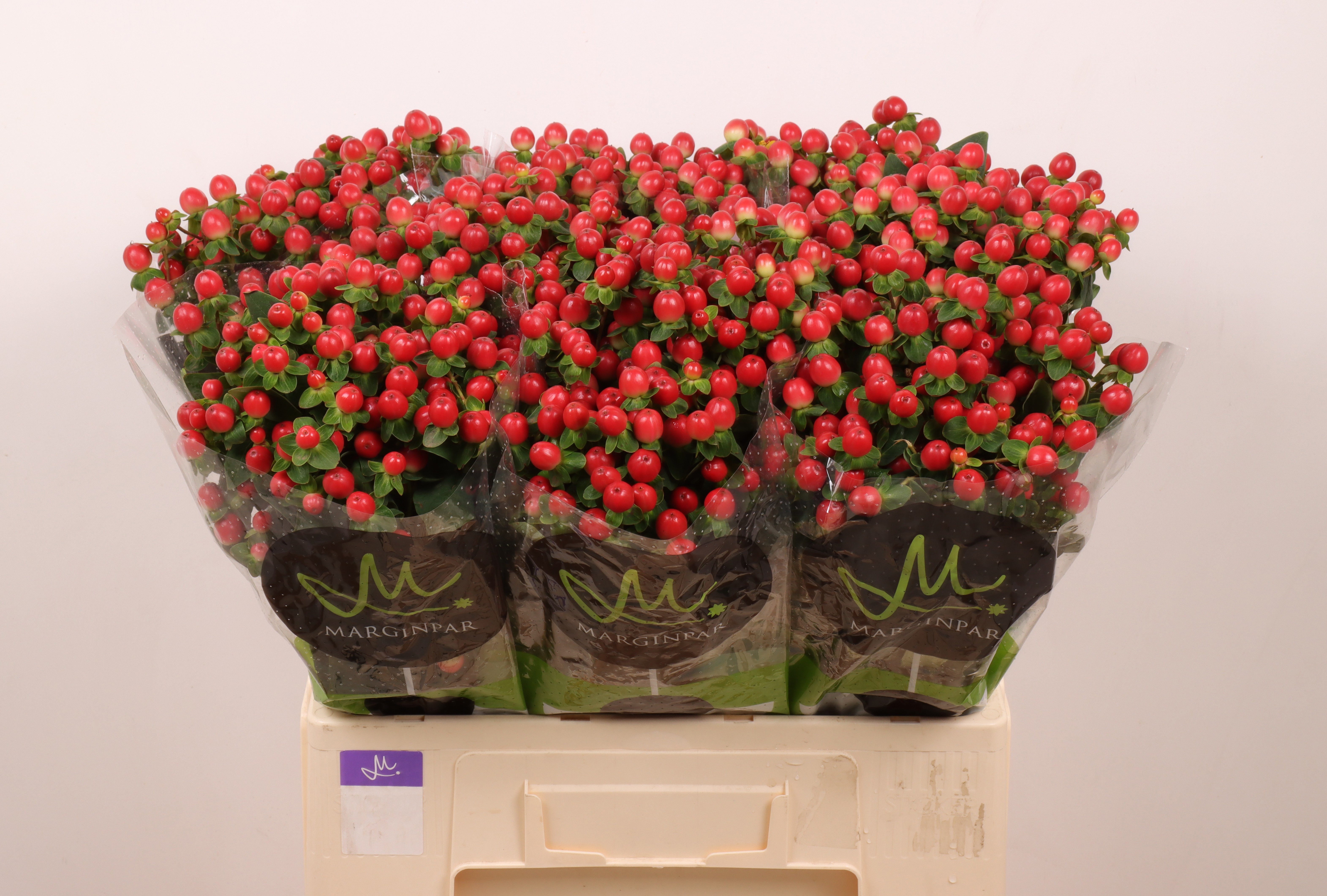 Hypericum Tomato Flair 60cm