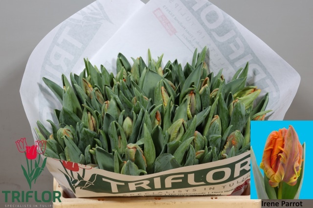 Tulipa Parrot Irene Parrot 31cm 31gram