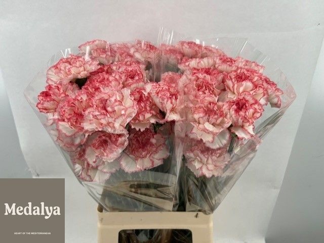 Di St Sonatina 70cm
