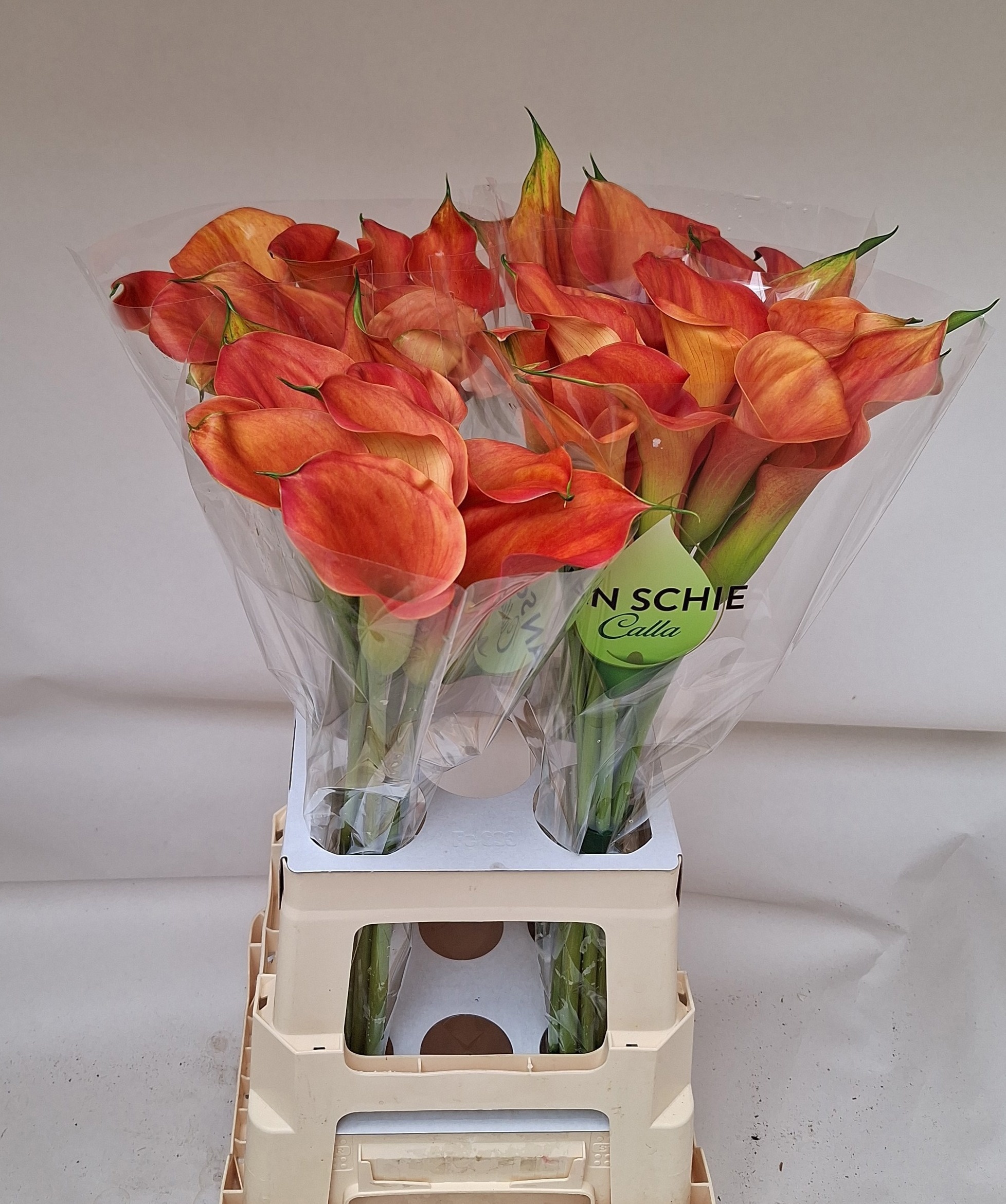 Calla Sunset Passion 70cm