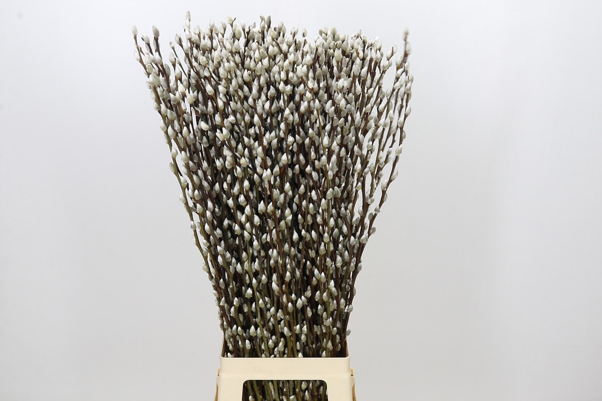 Salix Ca Snow Flake 90cm