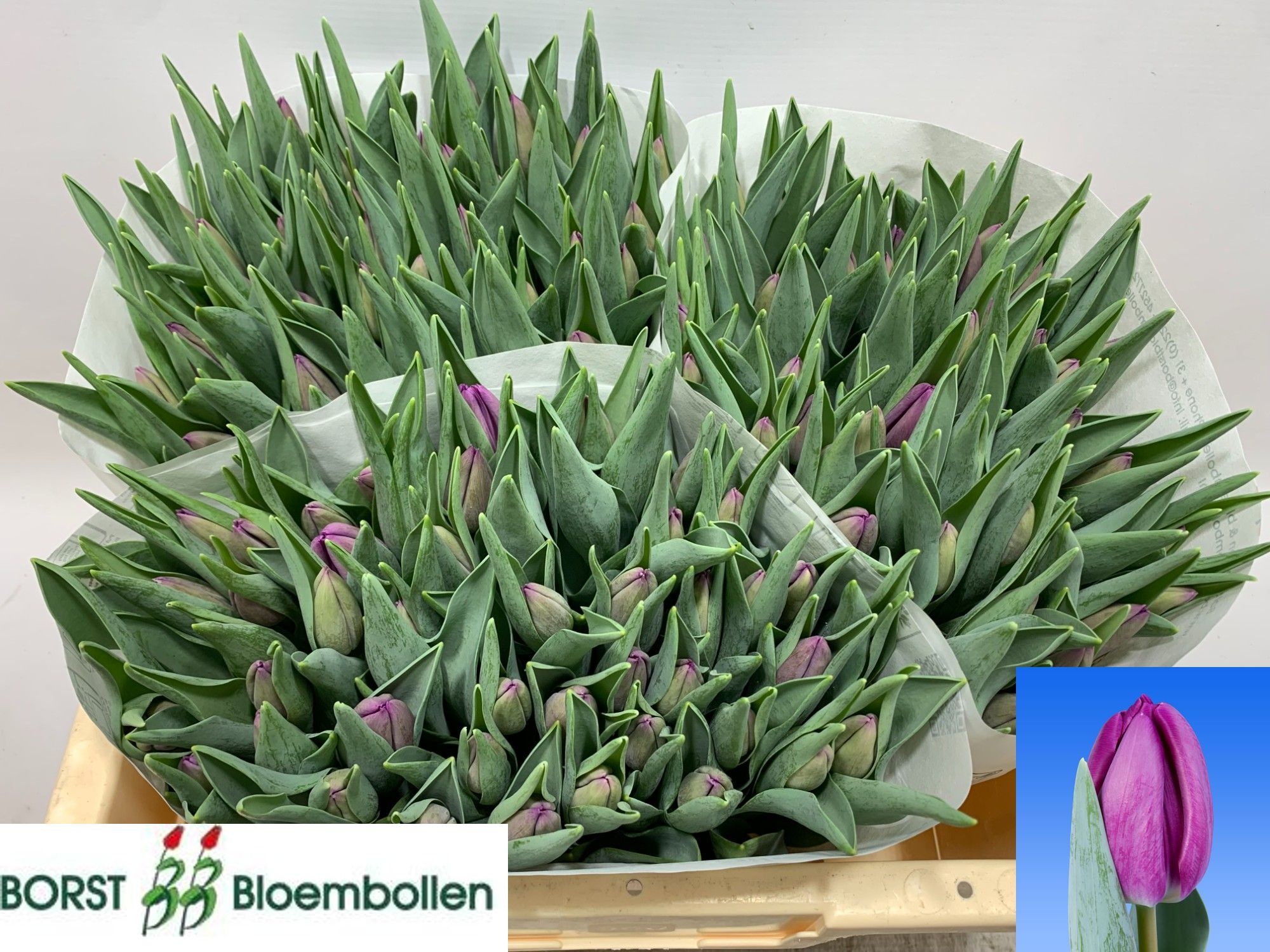 Tulipa Bullit 34cm 30gram
