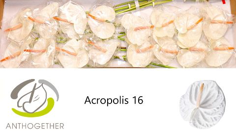 Anth A Acropolis