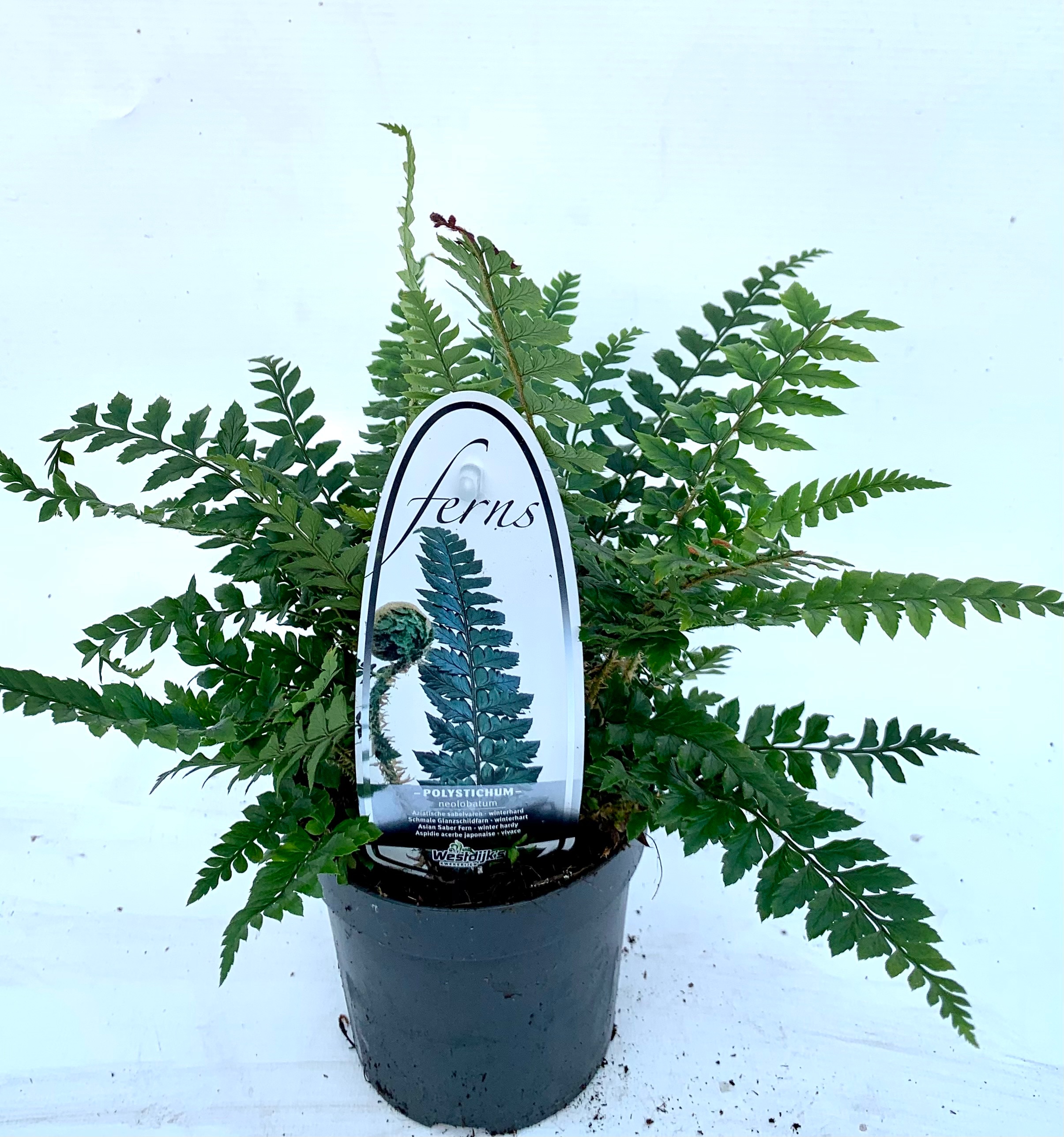 Picture of Polystichum neolobatum P11