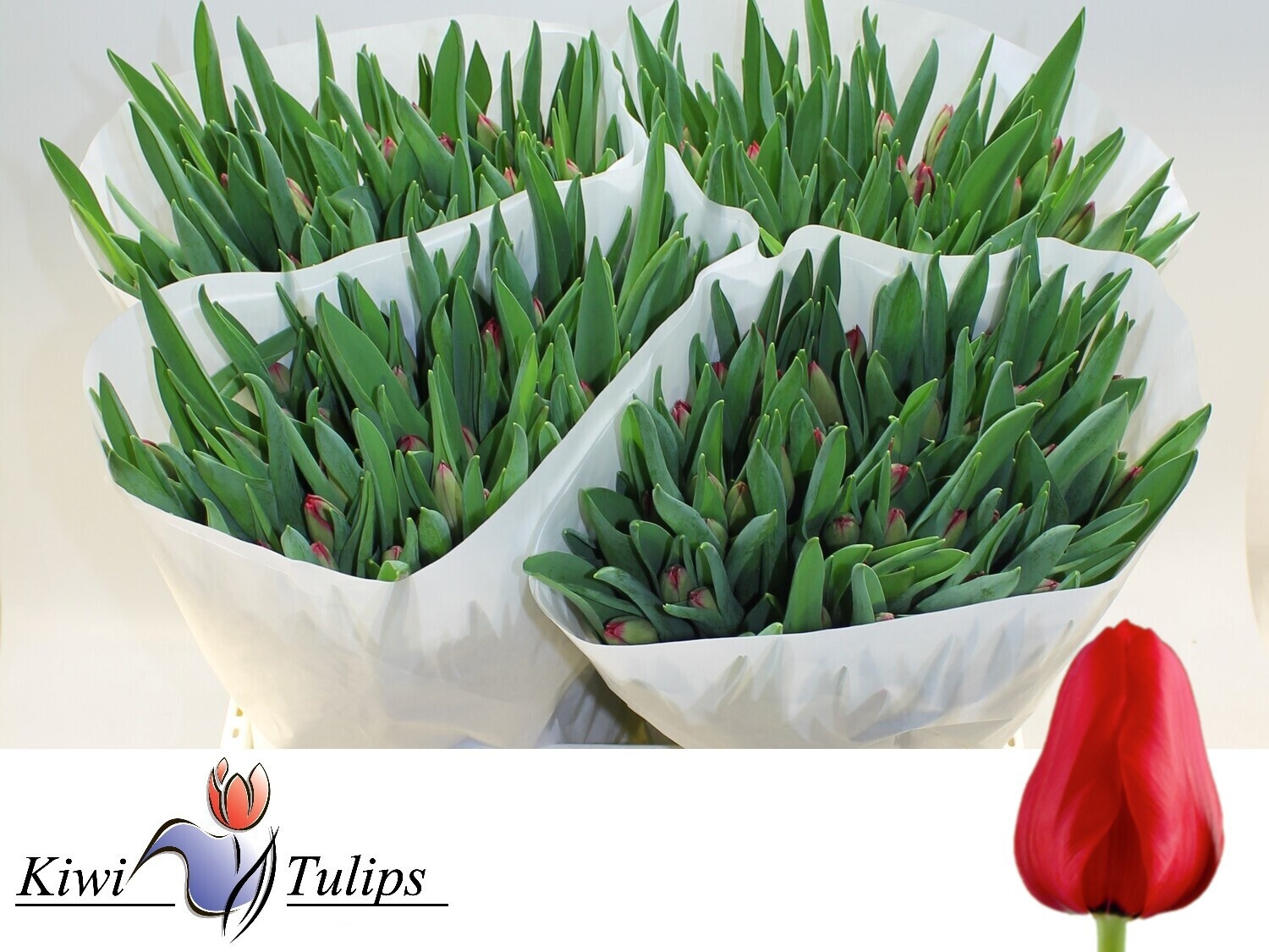 Tulipa Ile De France 40cm 27gram