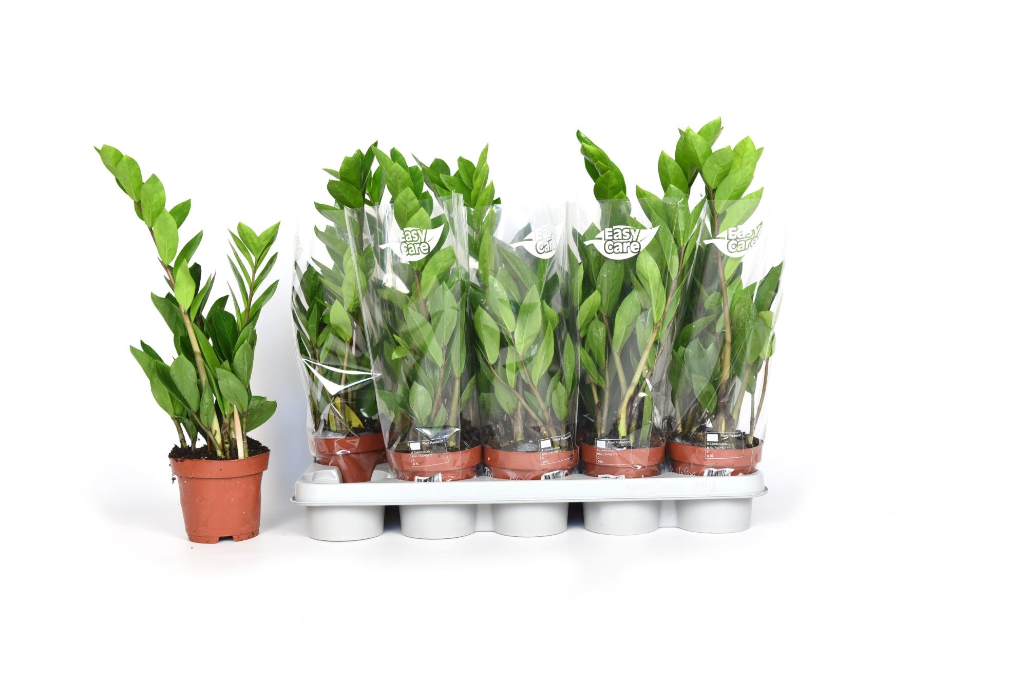 Zamio Zamiifolia 12P 45H 2TAK