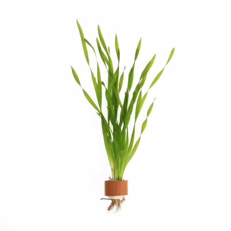Vallisneria asiatica (TCR)