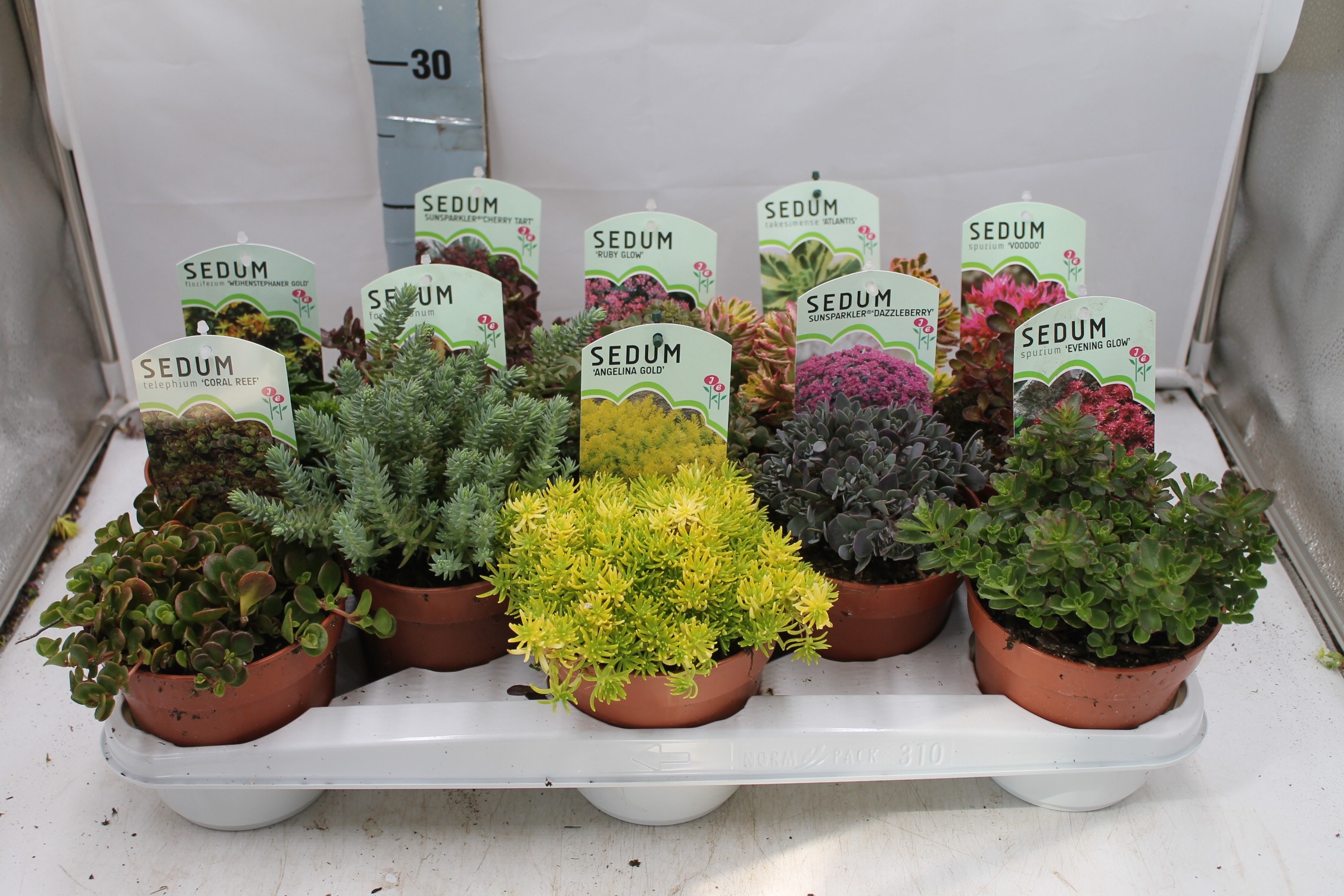 Picture of Sedum in varieties P13