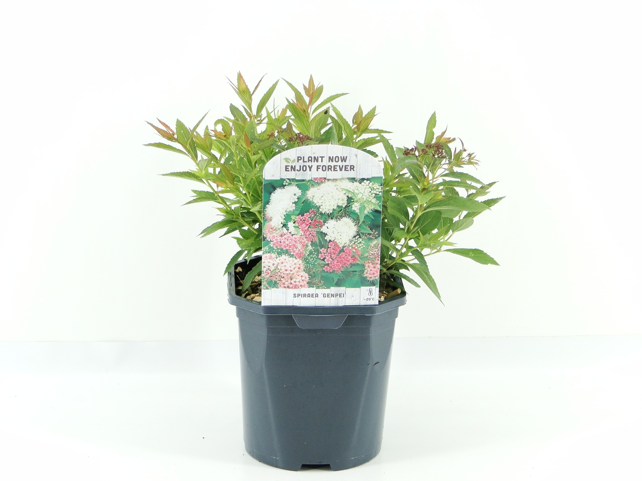 Picture of Spiraea jap. Genpei