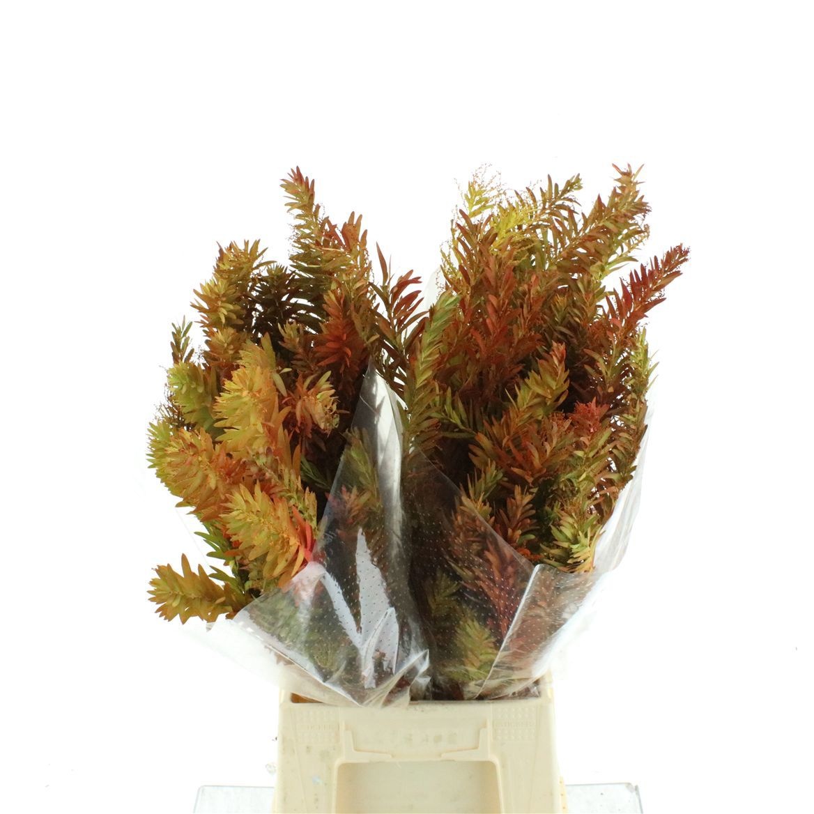 Acacia H Clair Lune Pb 60cm 200gram