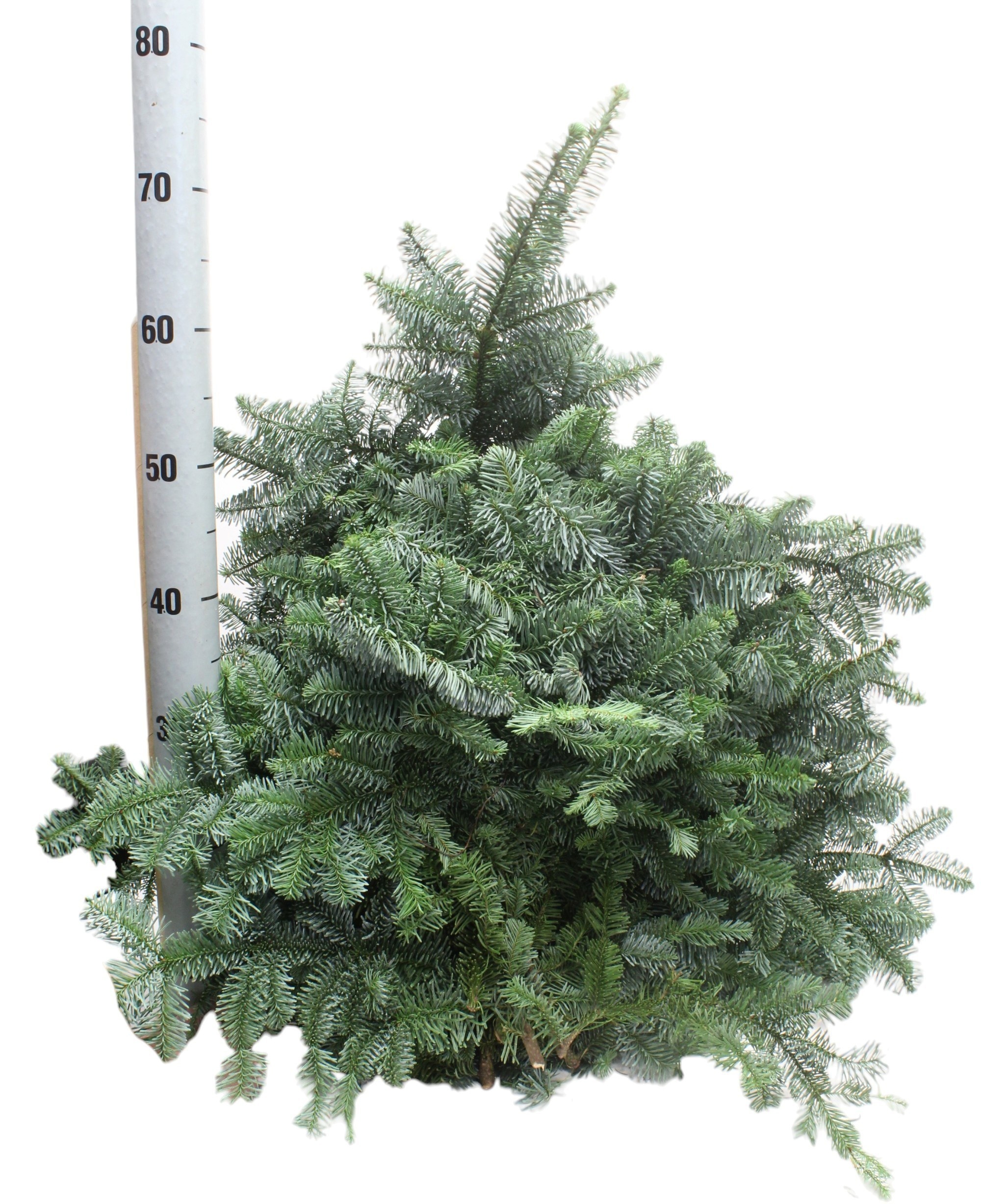 ABIES NOBILIS GREEN 50cm