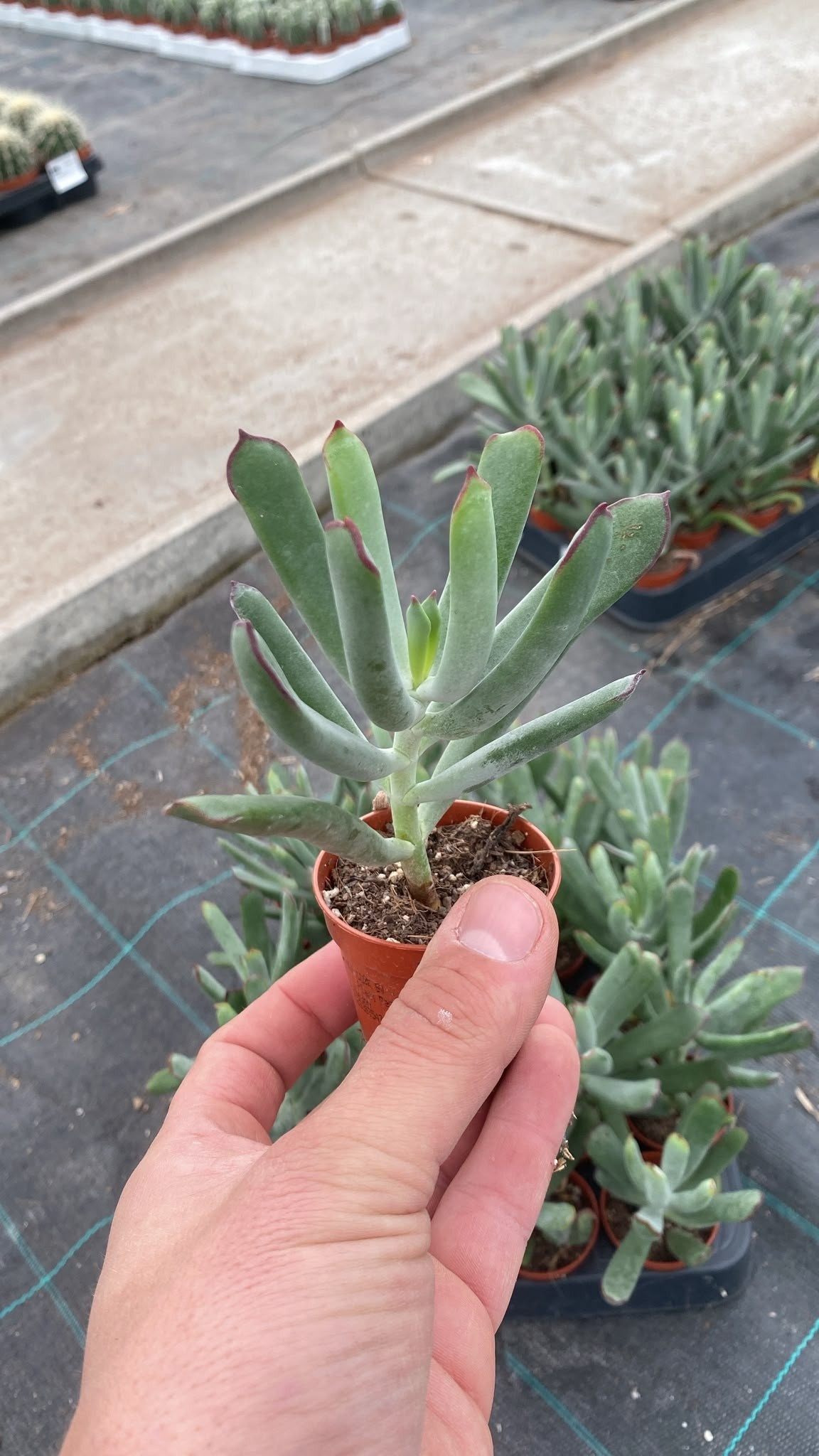 Succulenten Overig 505Ø 13cm