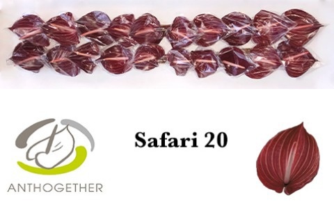 Anthurium Safari 9Ø