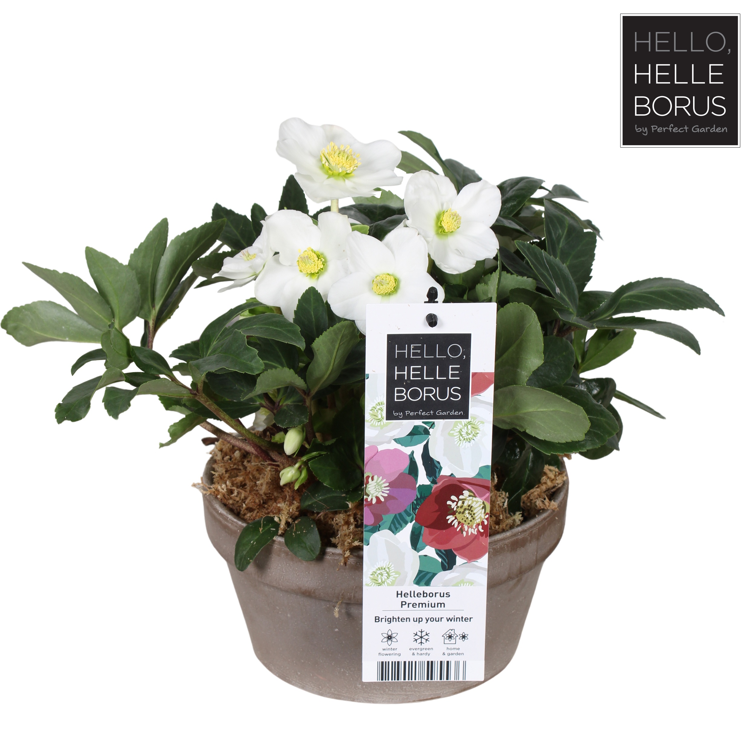 Helleborus niger 'Christmas Carol' basalt schaal series