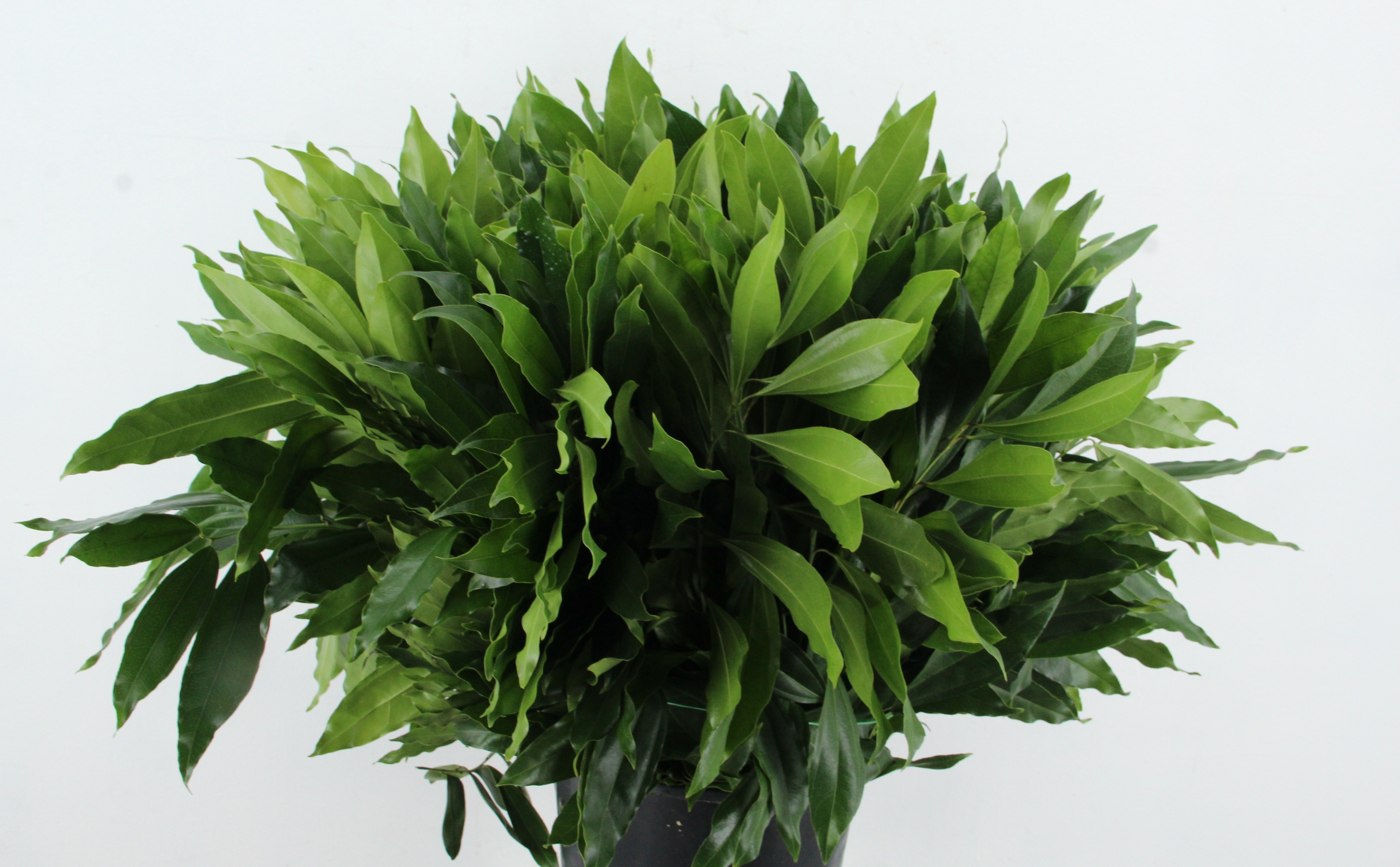 Cocculus Laurifolius 70L.cm