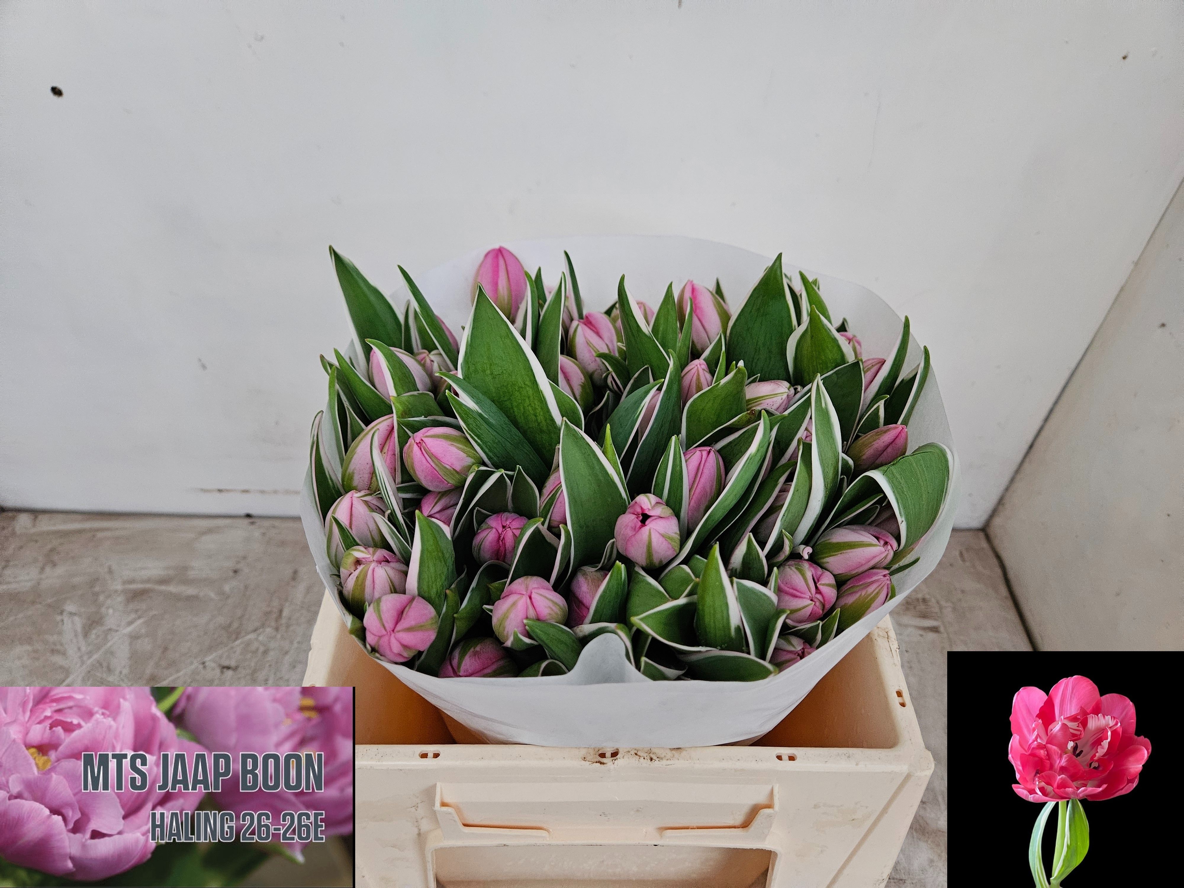 Tulipa Double Beth Hart 32cm 30gram
