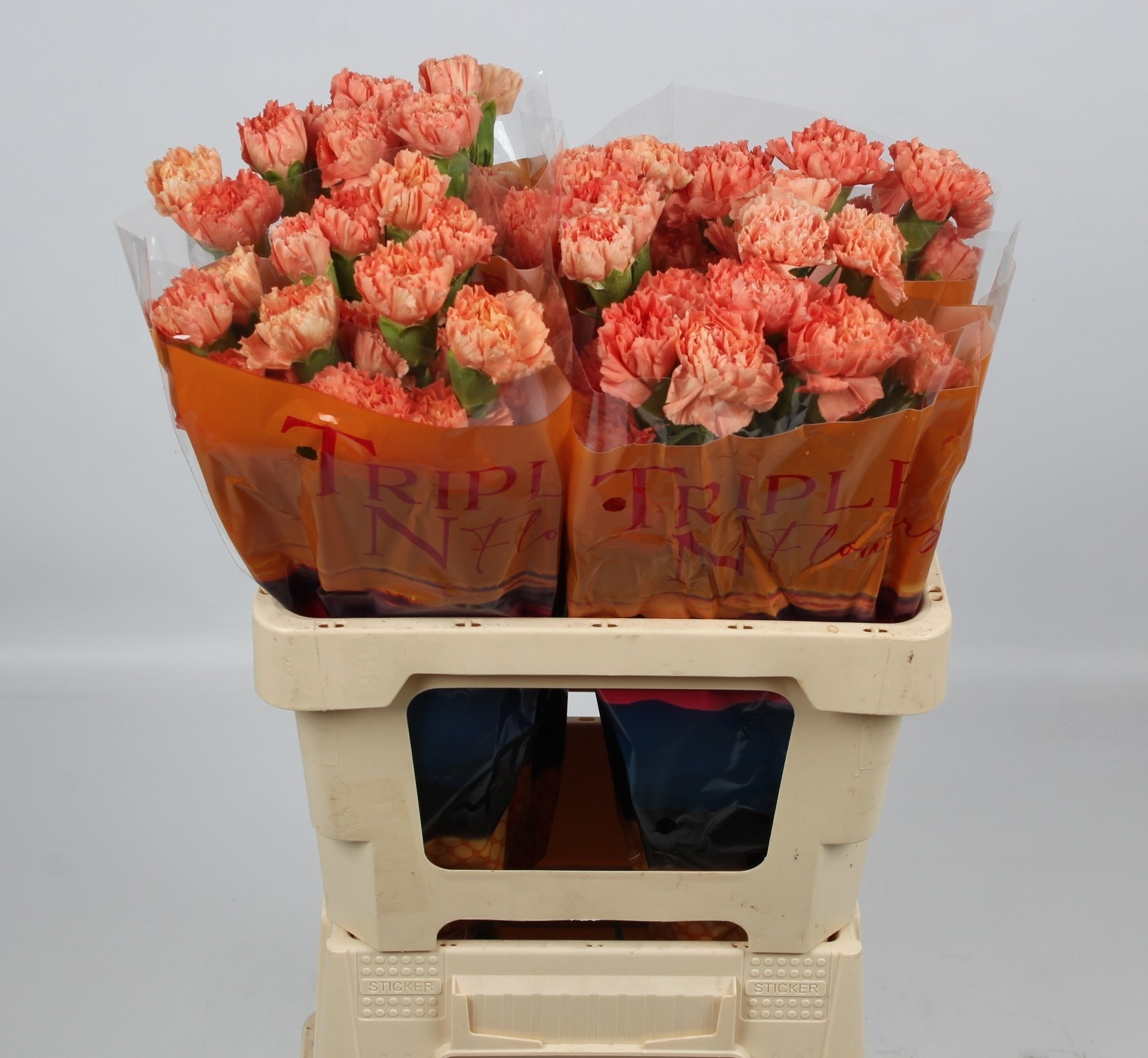 Dianthus Hermes Orange 50cm