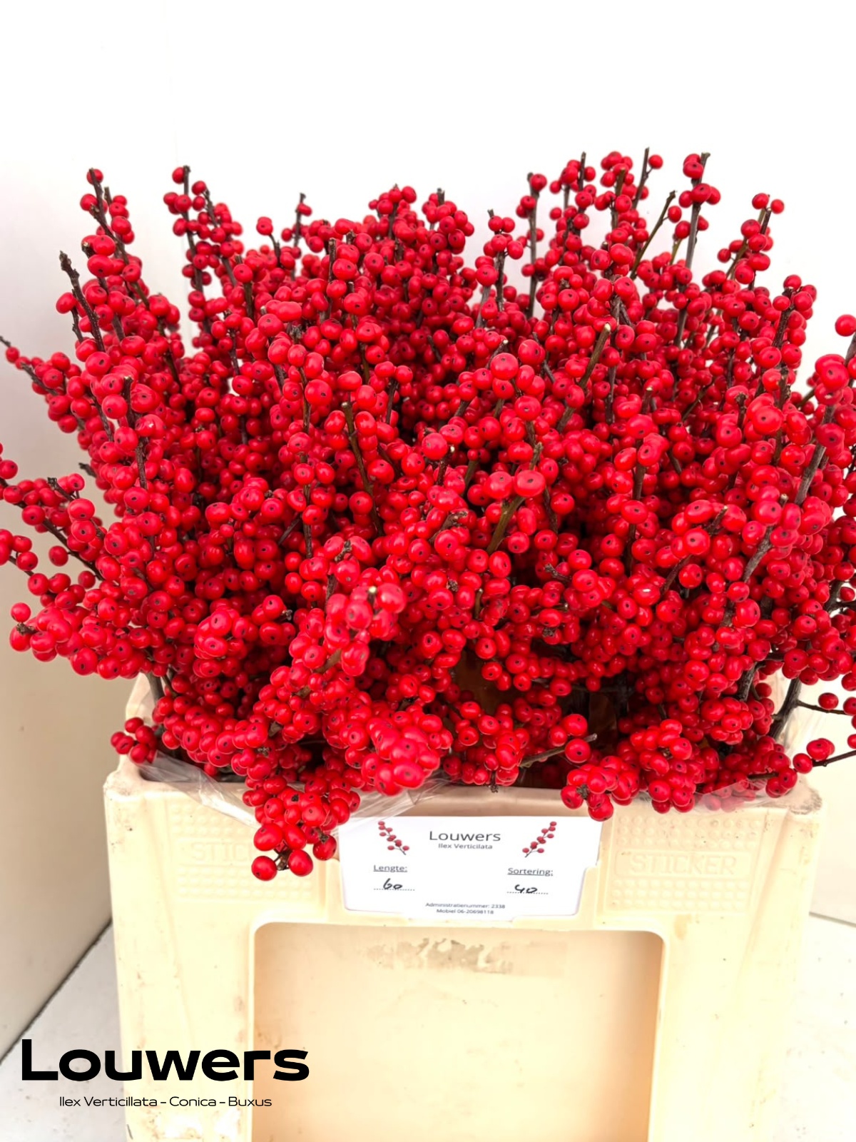 Ilex Verticlilata 60cm
