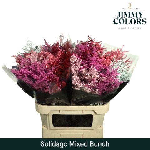 Solidago L70 Mixed Bunch