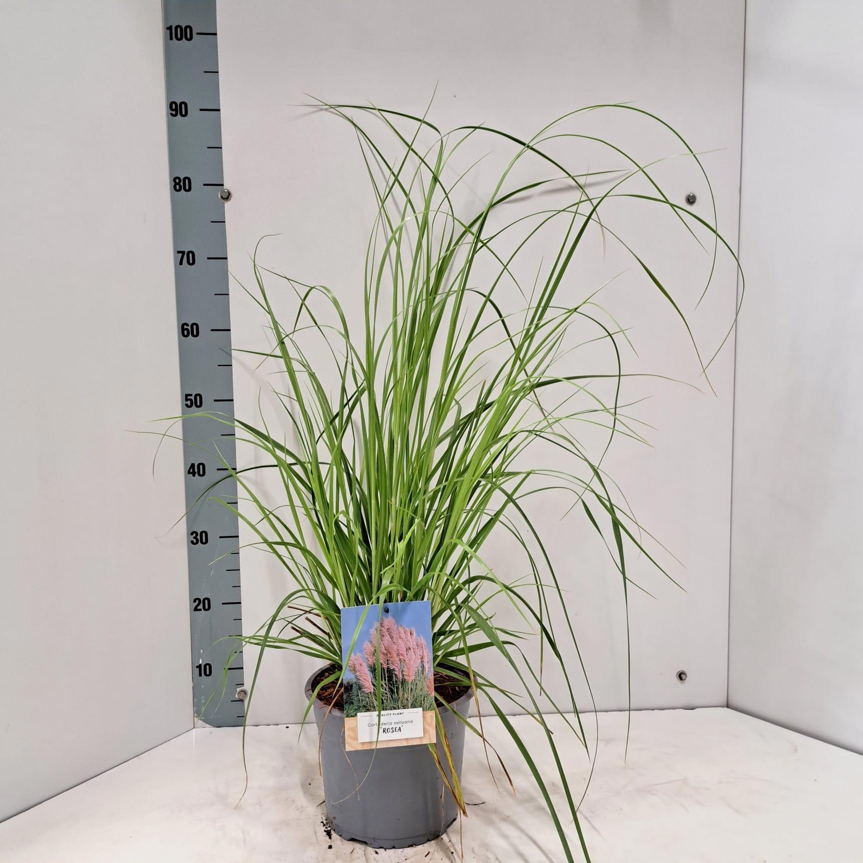 Cortaderia selloana 'Rosea'