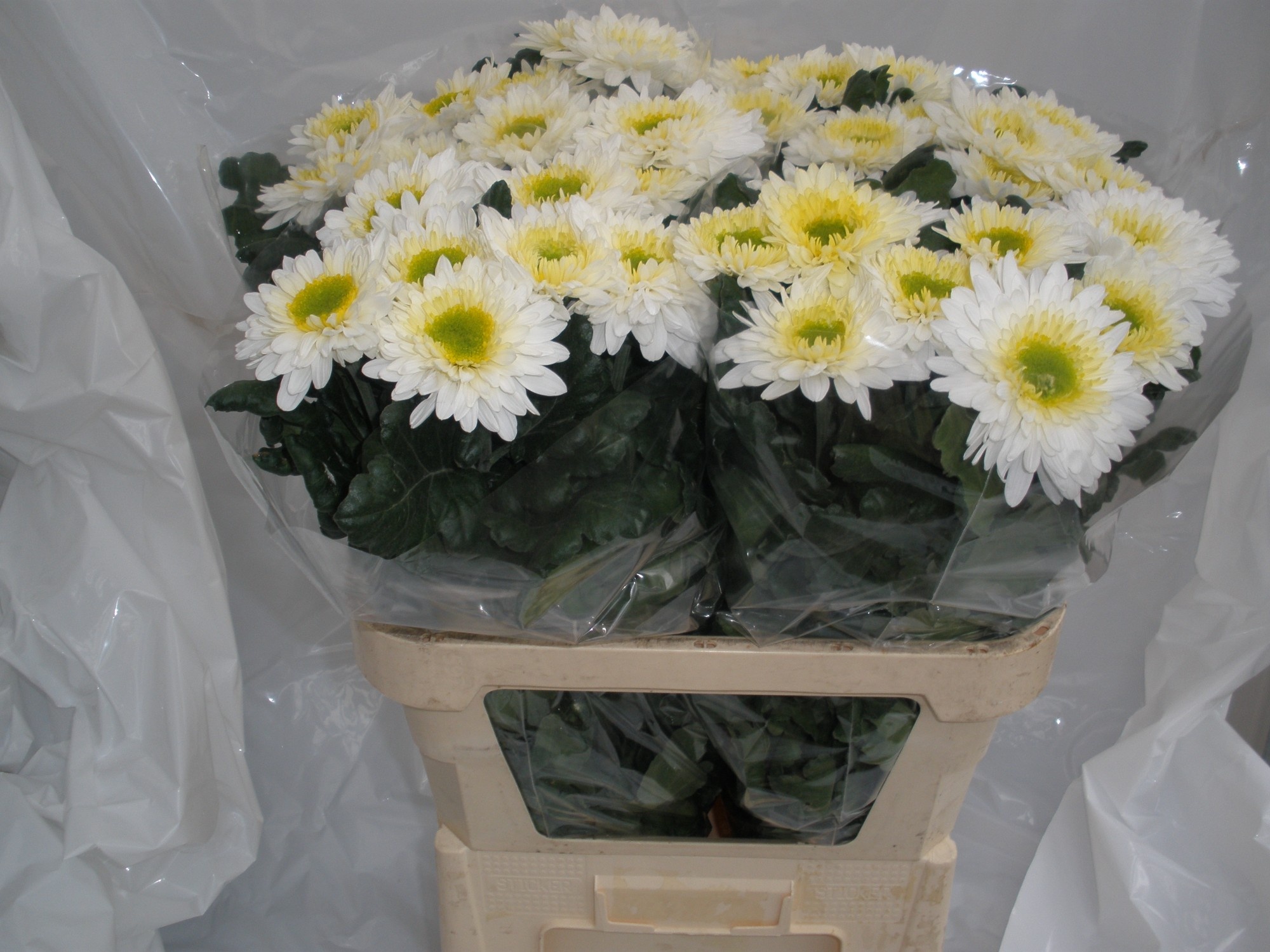 Chrysant Single Inga 80cm 95gram