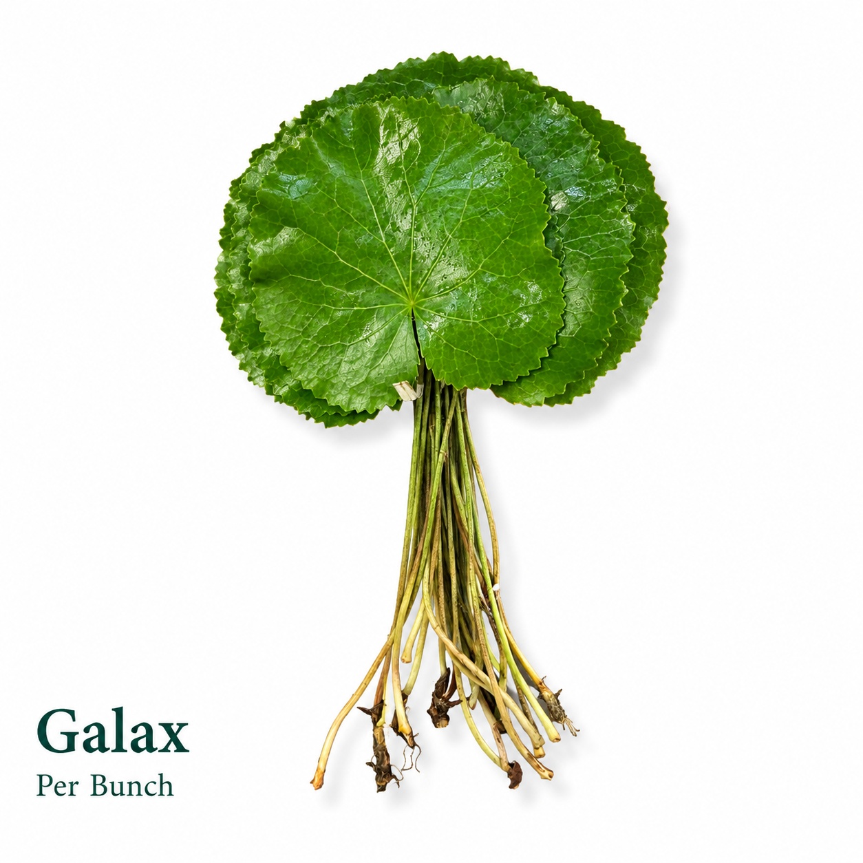 Galax Urceolata Bs