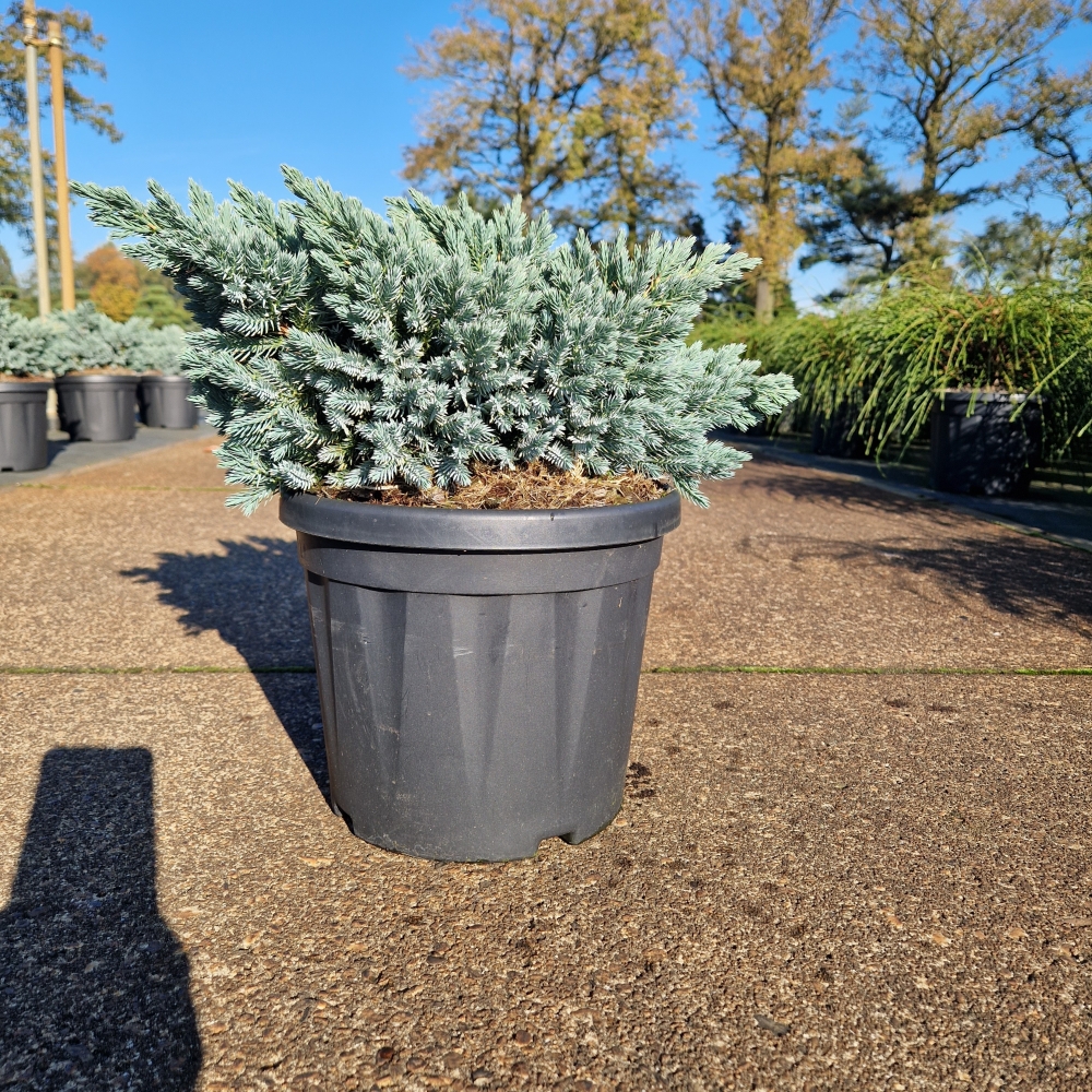 Picture of Juniperus squam. Blue Star P24 (6 Ltr) 25/30 (LOOSE)