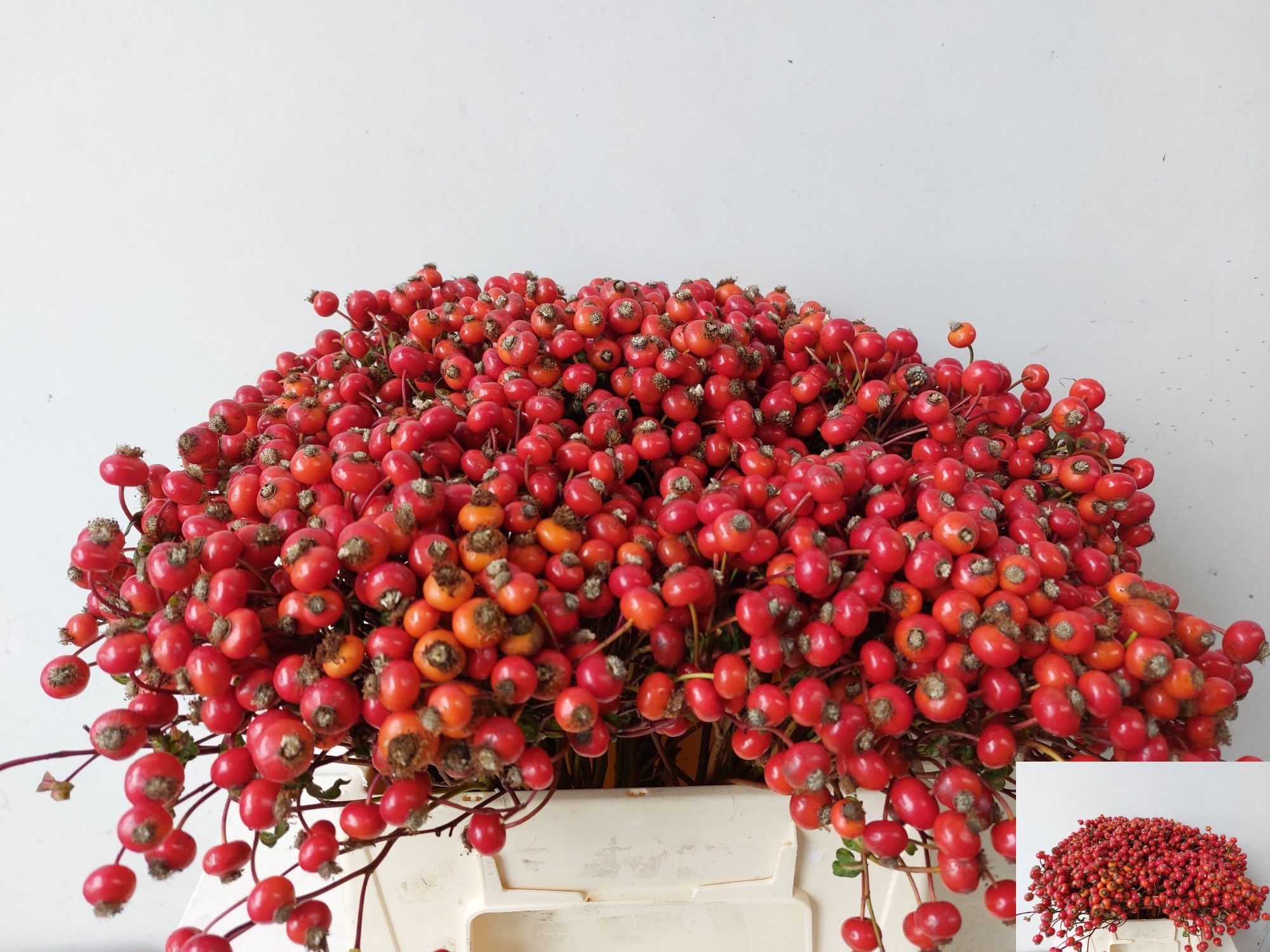 Rosehips Amazing Fantasy 40cm
