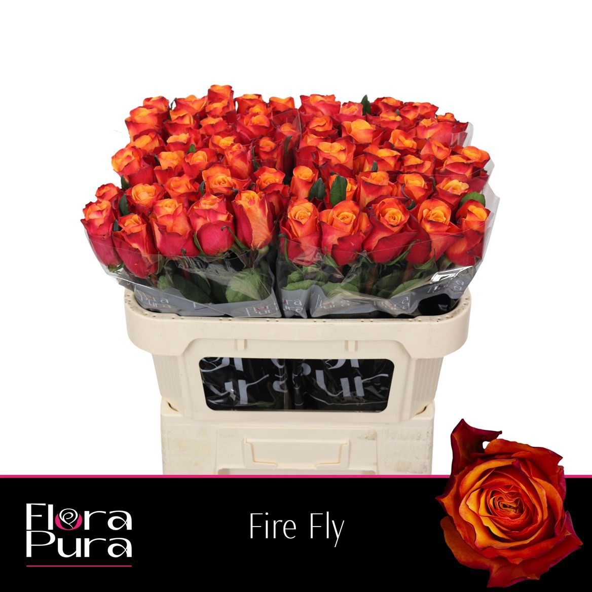 R Gr Fire Fly