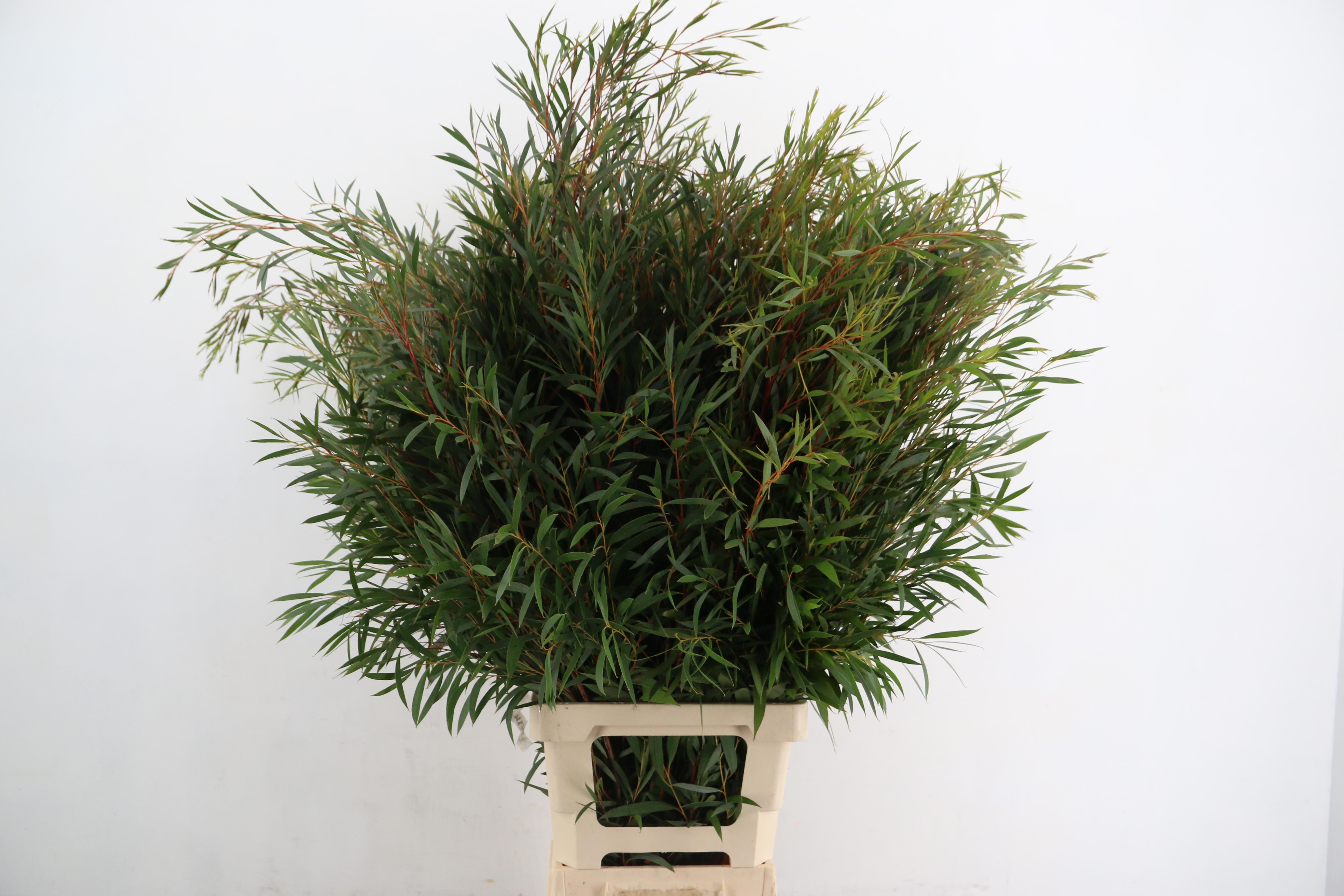 Euca Ov Blad 100L.cm