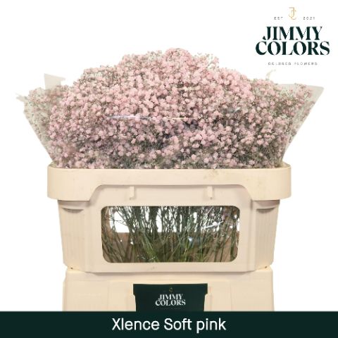 Gyps Xlence L70 Soft Pink