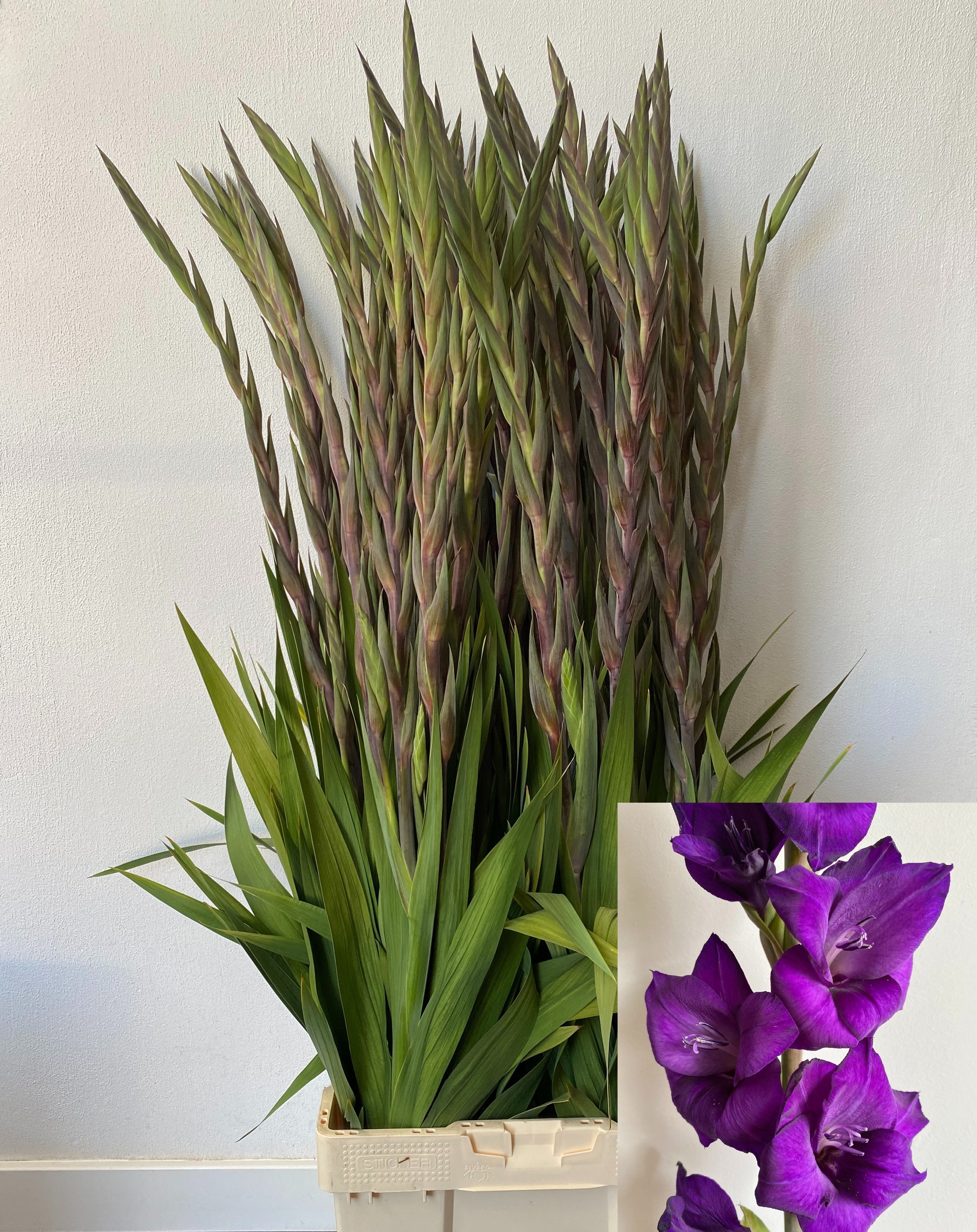 Glad Gr Purple Flora