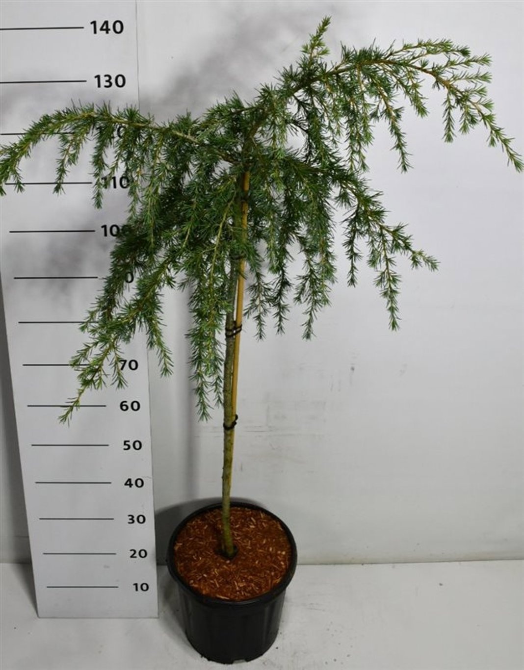 Cedrus deodara 'Feelin' Blue'