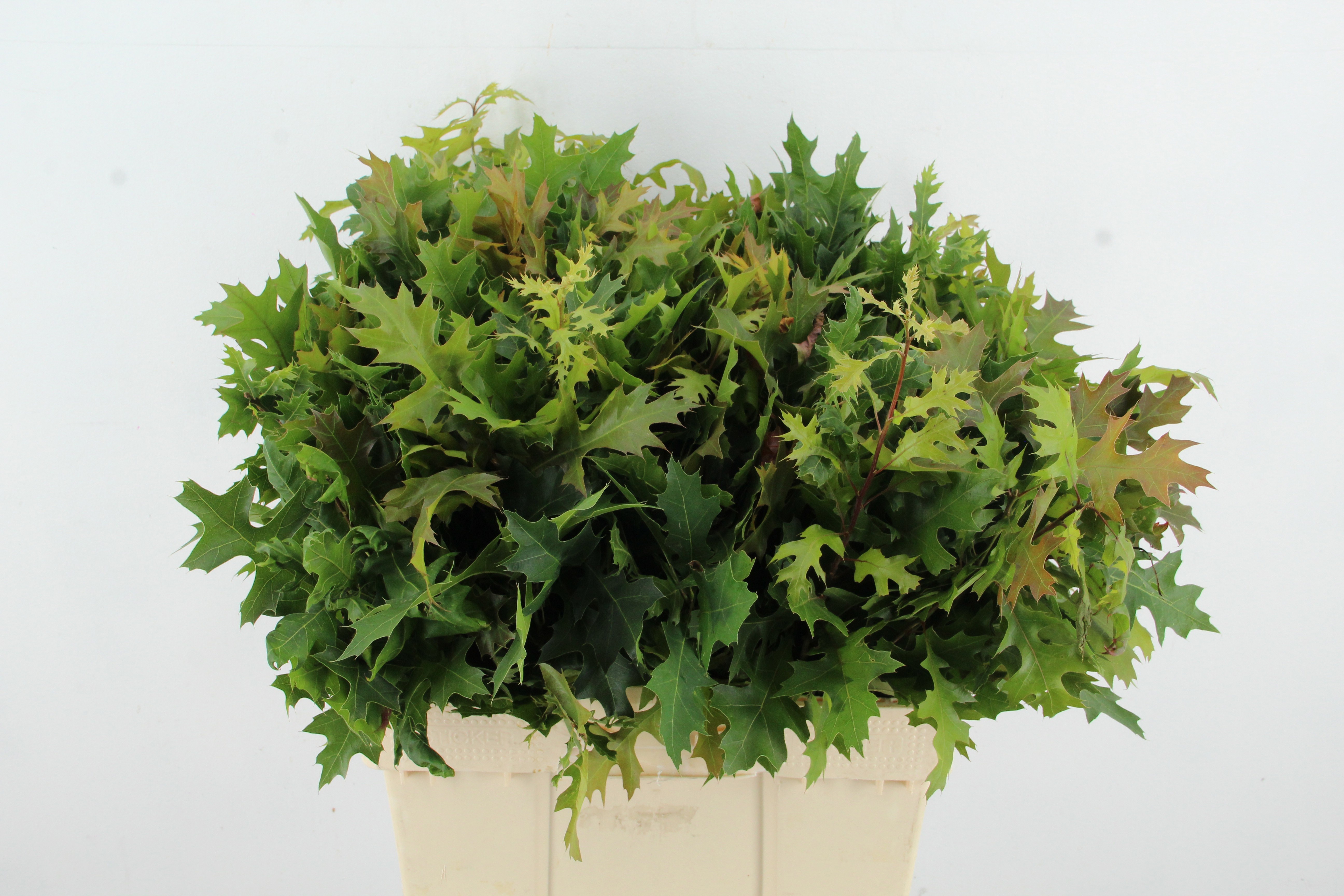 Querc Palustris